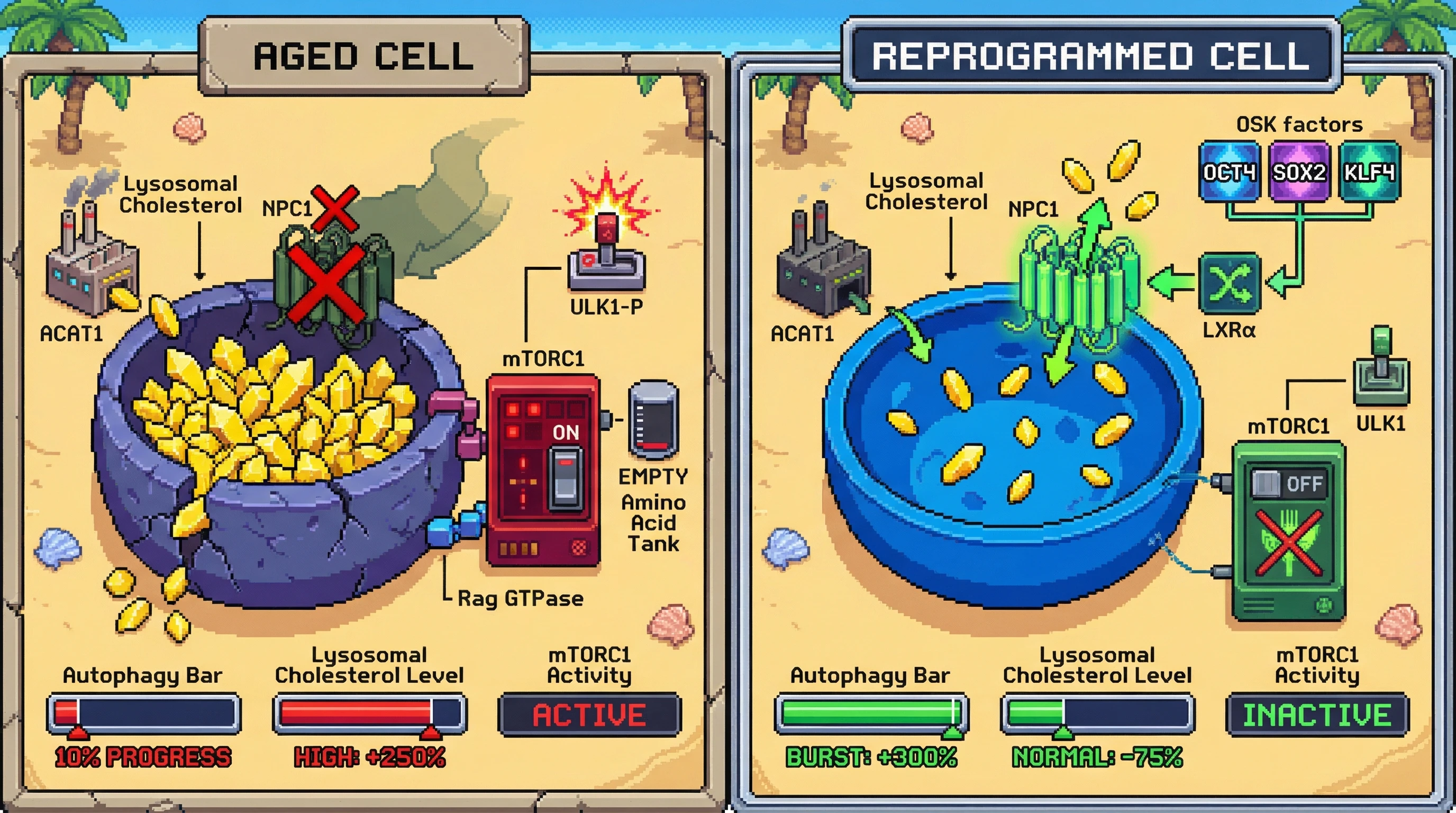 Mechanism: In aged cells, lysosomal cholesterol accumulation locks mTORC1 on the lysosome, actively suppressing autophagy. Readout: Readout: Transient OSK expression reduces lysosomal cholesterol, resets mTORC1 sensitivity, and triggers a significant autophagy burst.