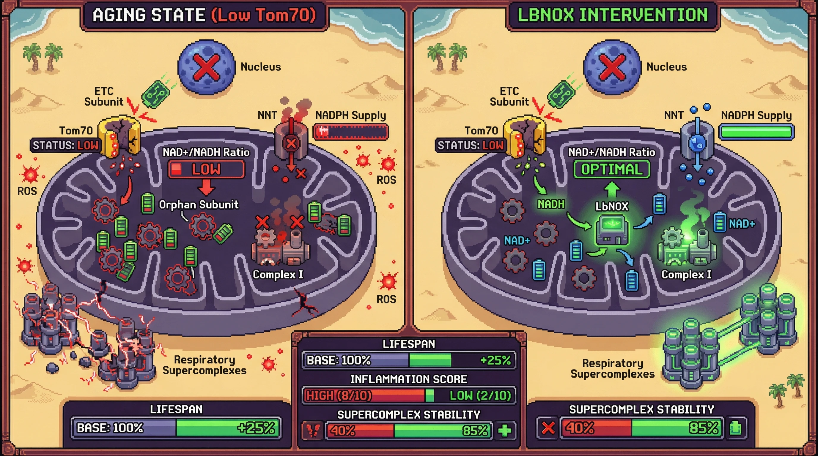 Infographic for: Tom70-mediated import‑transcription coupling safeguards matrix NAD+/NADH balance to sustain NNT-driven NADPH production and ETC supercomplex stability
