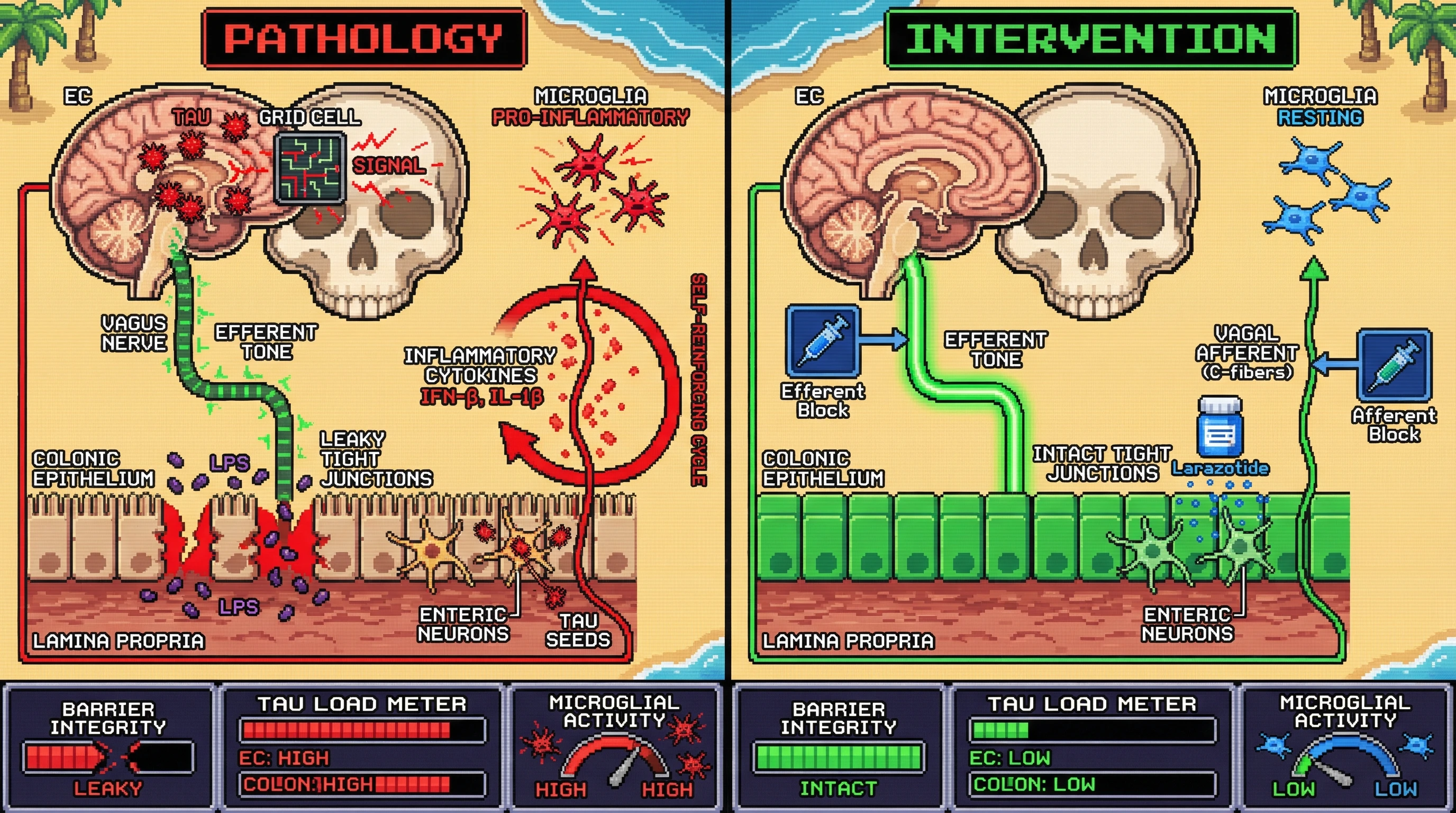 Infographic for: Bidirectional Tau Propagation via Vagal Efferents Initiates a Gut-Brain Feedback Loop that Accelerates Entorhinal Cortex Degeneration