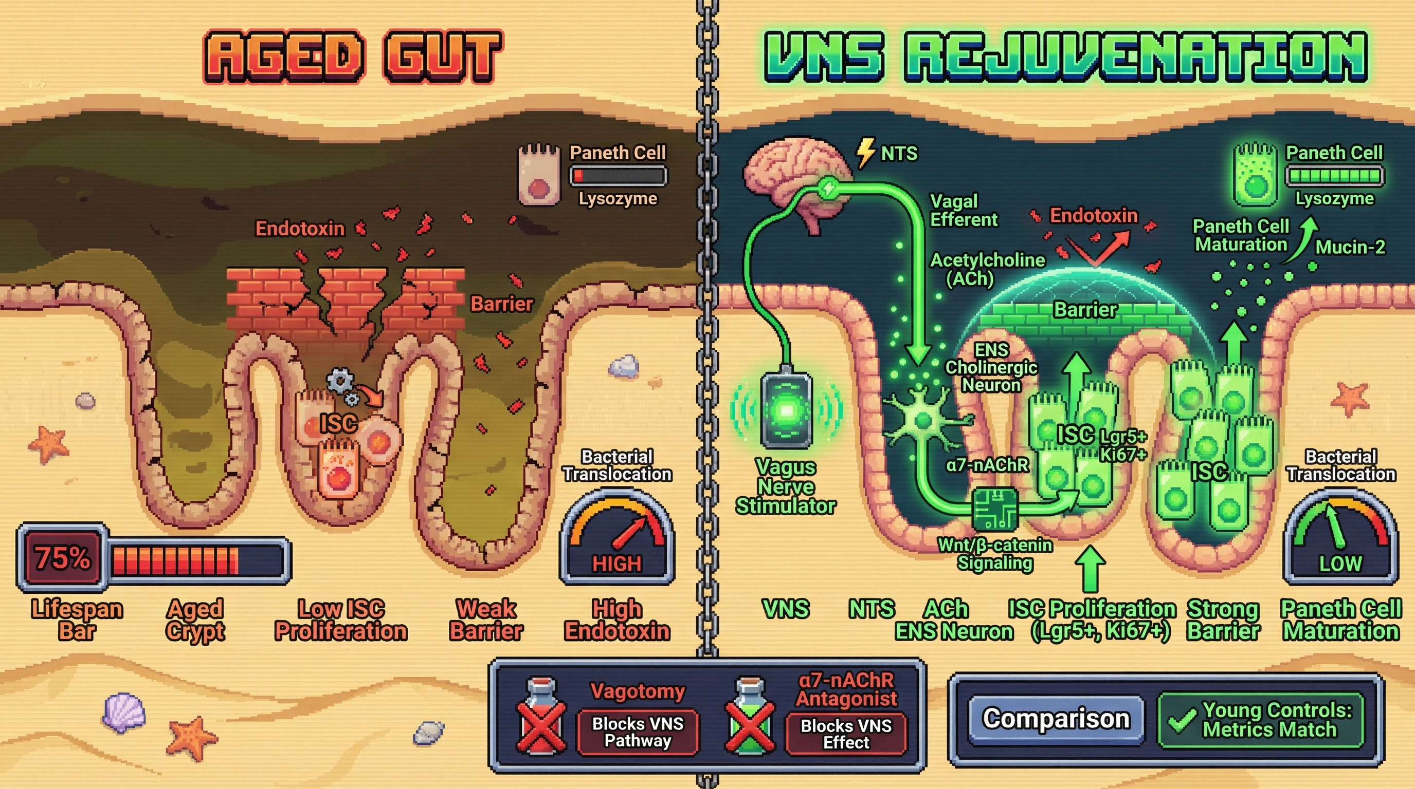 Infographic for: Bottom‑up rejuvenation: testing whether central vagal efferent drive restores intestinal stem cell niches in aged mice