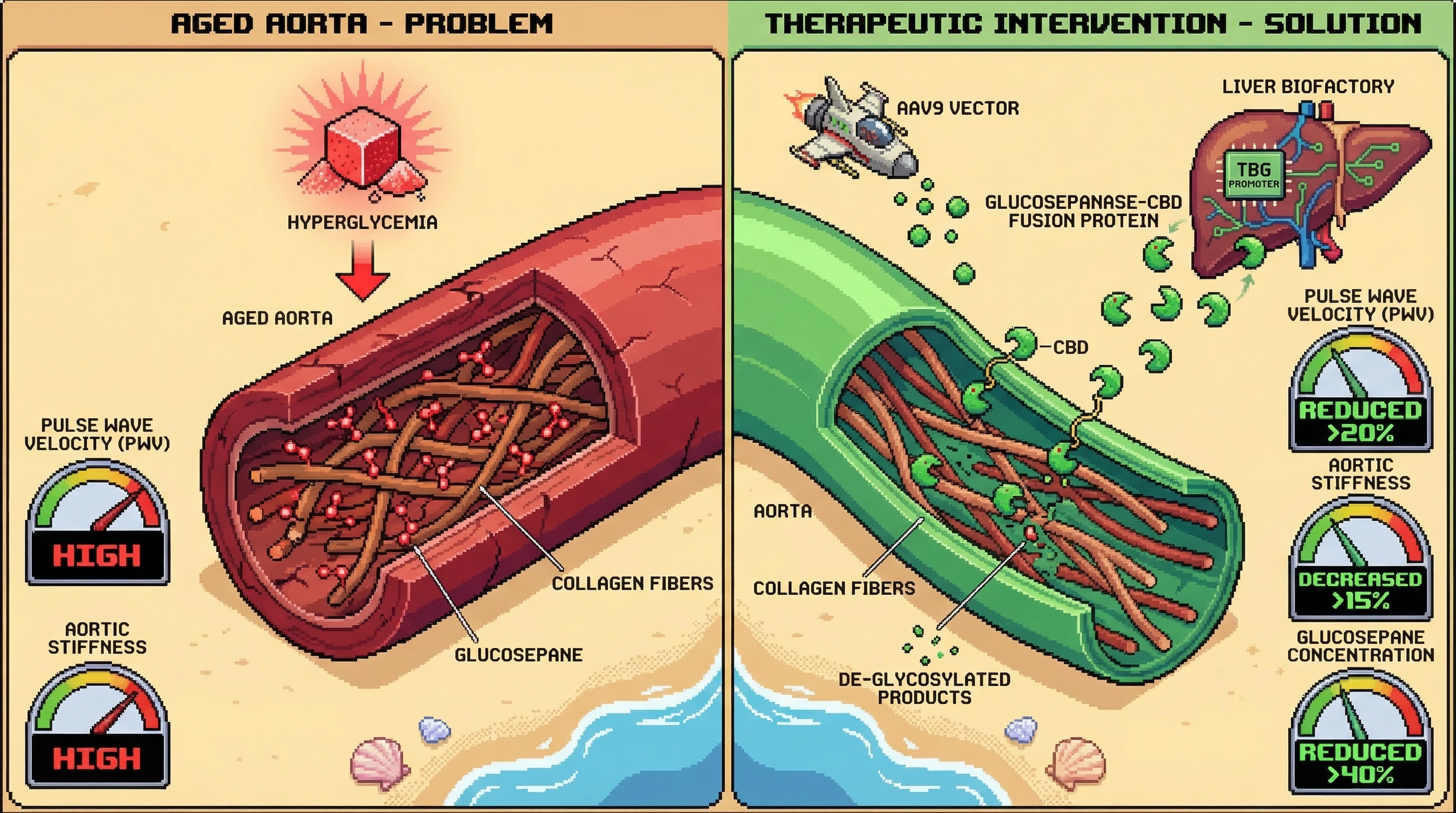 Mechanism: An AAV9-delivered glucosepanase-CBD fusion protein anchors to aortic collagen, enzymatically reducing glucosepane crosslinks. Readout: Readout: Aortic pulse wave velocity decreases by over 20%, aortic stiffness decreases by over 15%, and glucosepane concentration is reduced by over 40%.