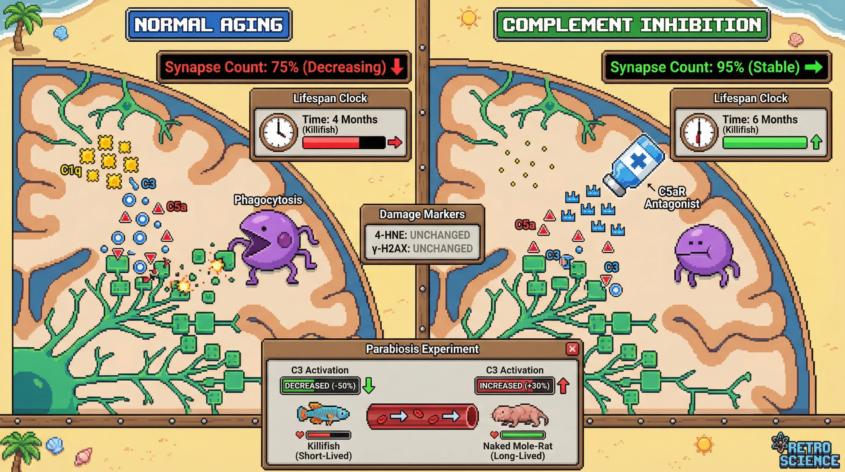 Infographic for: Complement-mediated synapse pruning as an evolutionarily tuned aging clock: a cross‑species test