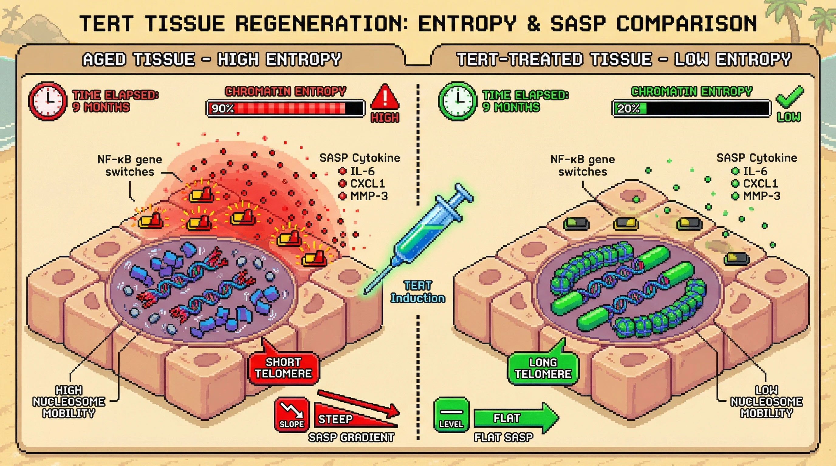 Mechanism: Short telomeres increase chromatin entropy, leading to stochastic NF-κB-dependent SASP gene activation and steep SASP cytokine gradients. Readout: Readout: TERT induction lengthens telomeres, reducing chromatin entropy by 70% and flattening the SASP gradient over 9 months.