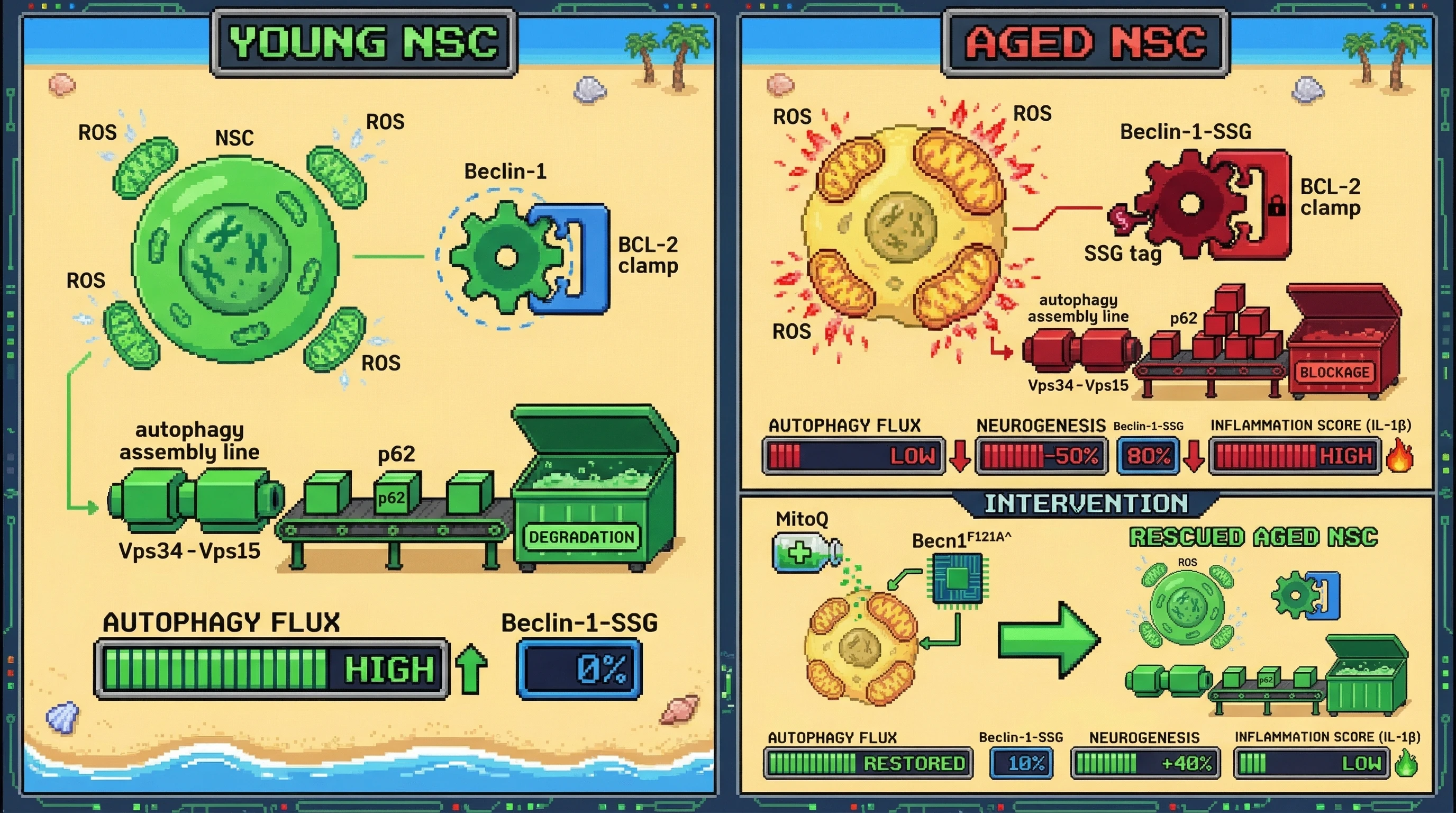Infographic for: Oxidative Sensitization of Beclin-1 to BCL-2 Drives Age‑Specific Autophagy Decline in Neural Stem Cells