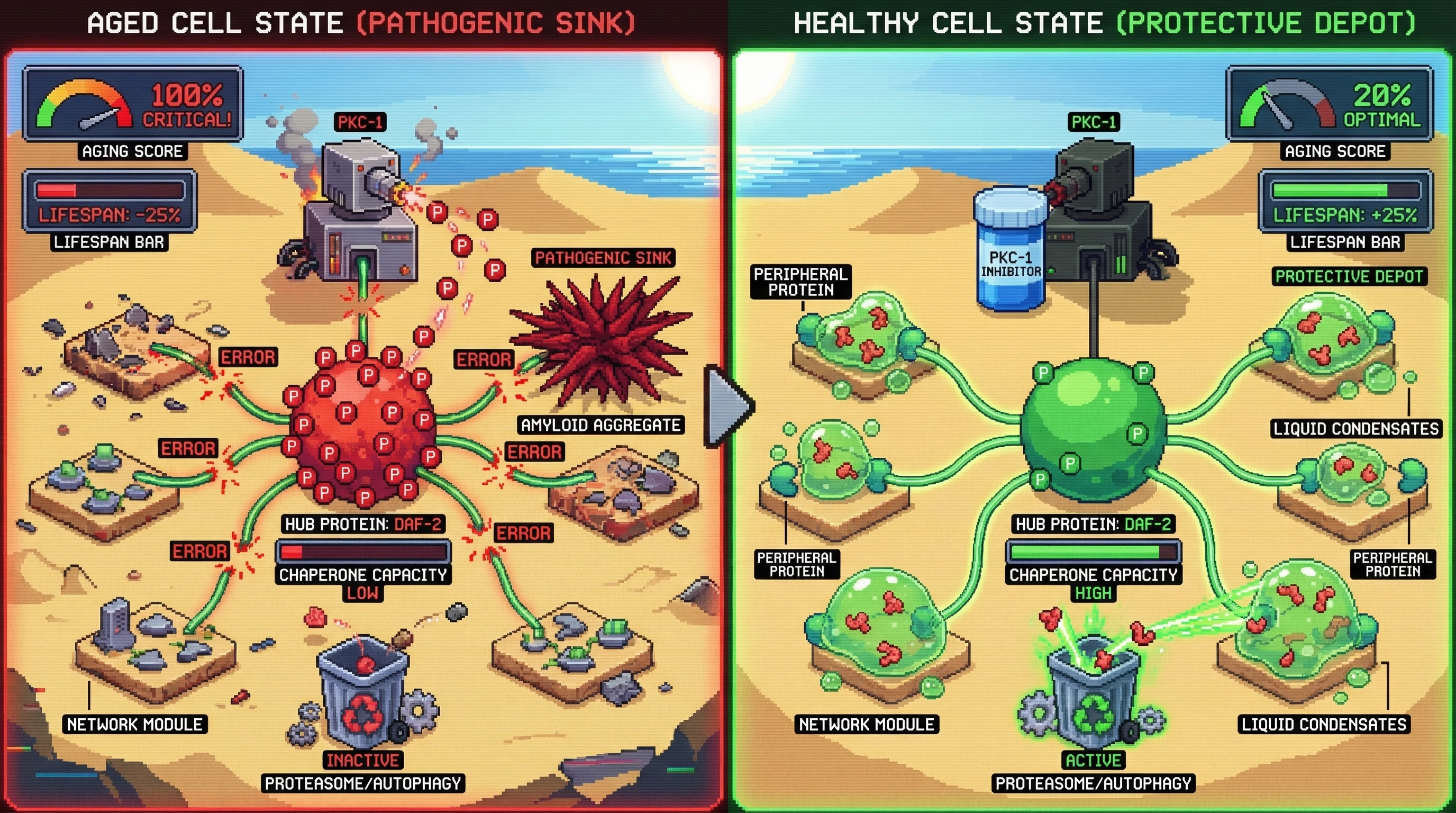 Mechanism: In aged cells, a kinase (PKC-1) phosphorylates central 'hub proteins' (DAF-2), causing them to form pathogenic amyloid aggregates that disrupt cellular networks. Readout: In healthy cells or with kinase inhibition, hub proteins remain soluble while peripheral proteins form protective, reversible condensates for misfolded proteins.