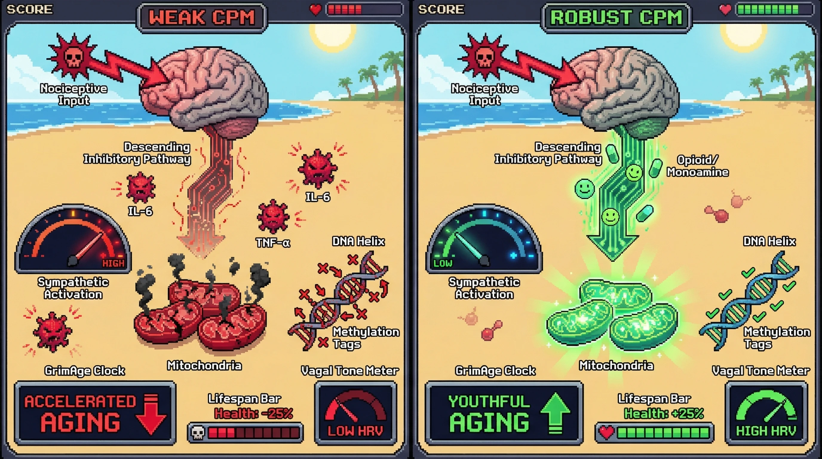 Mechanism: Robust conditioned pain modulation (CPM) strengthens descending inhibitory pathways, reducing sympathetic activation and inflammation, which preserves mitochondrial function and controls DNA methylation. Readout: Readout: Strong CPM correlates with higher vagal tone and a 25% increase in projected lifespan/younger epigenetic age.