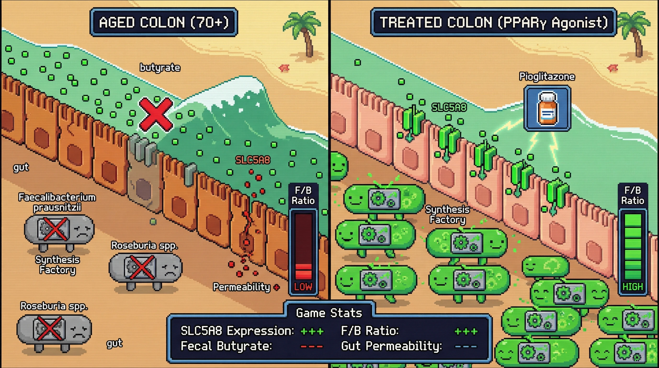 Infographic for: Hypothesis: Age-related decline in colonic butyrate transporter SLC5A8 drives post-70 Firmicutes/Bacteroidetes reversal via luminal butyrate accumulation and feedback inhibition of microbial synthesis