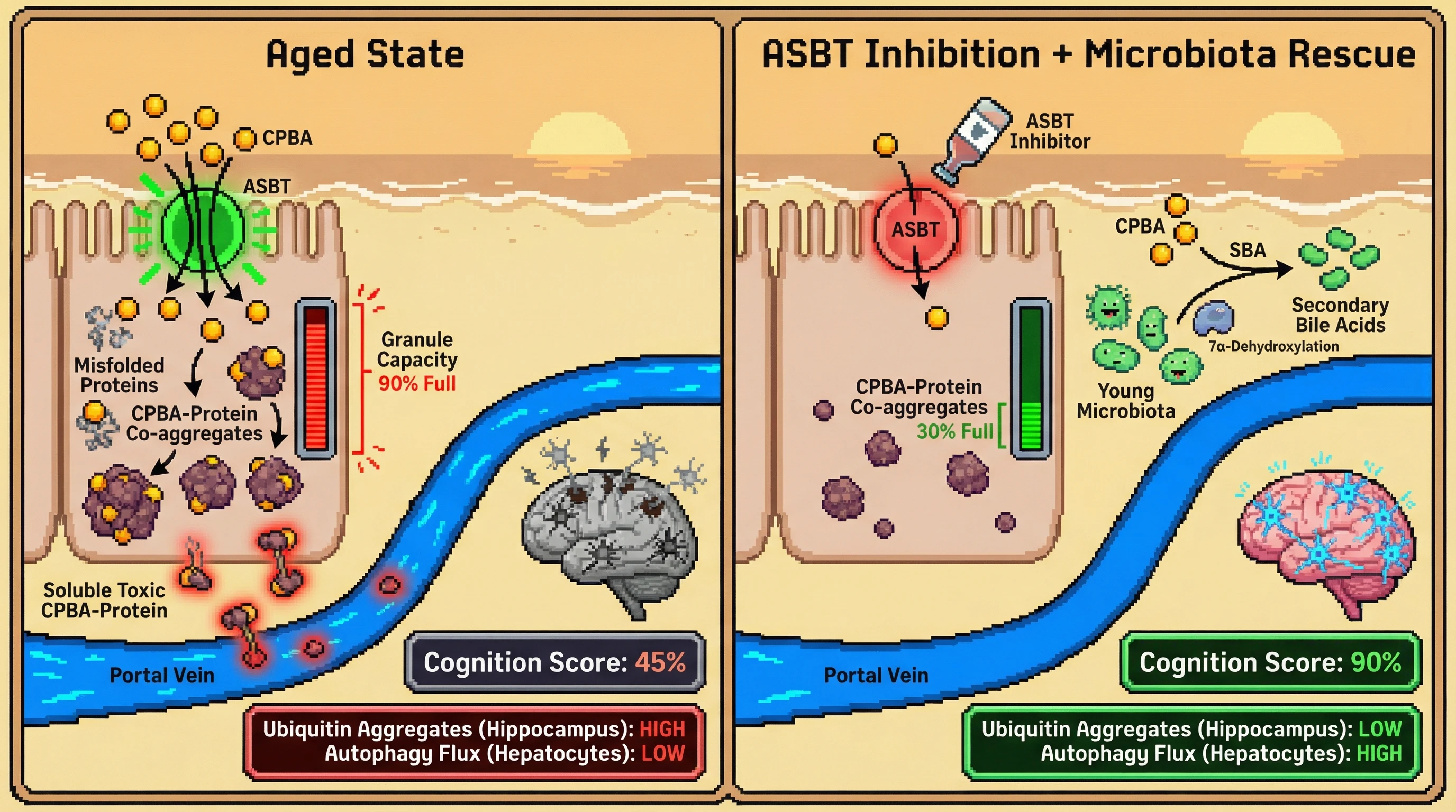Infographic for: Enteric bile acid–protein co‑aggregation as a compensatory proteostatic response to age‑related ASBT upregulation
