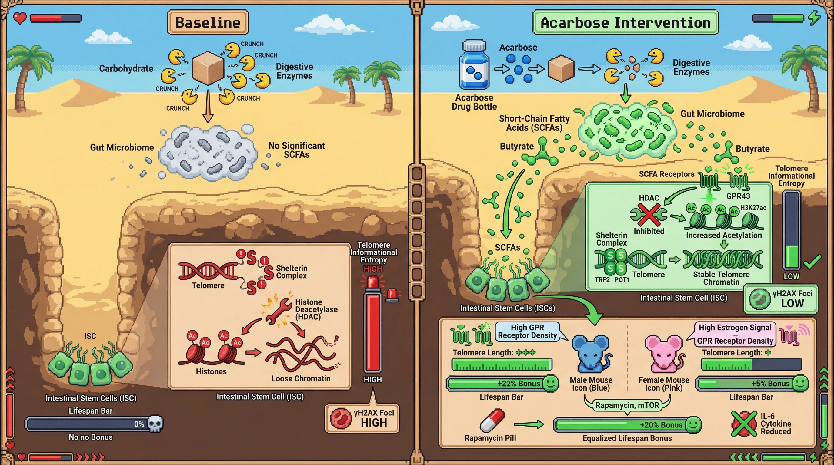 Infographic for: Acarbose‑induced SCFA signaling preserves telomere informational entropy through HDAC inhibition and sex‑specific hormone modulation