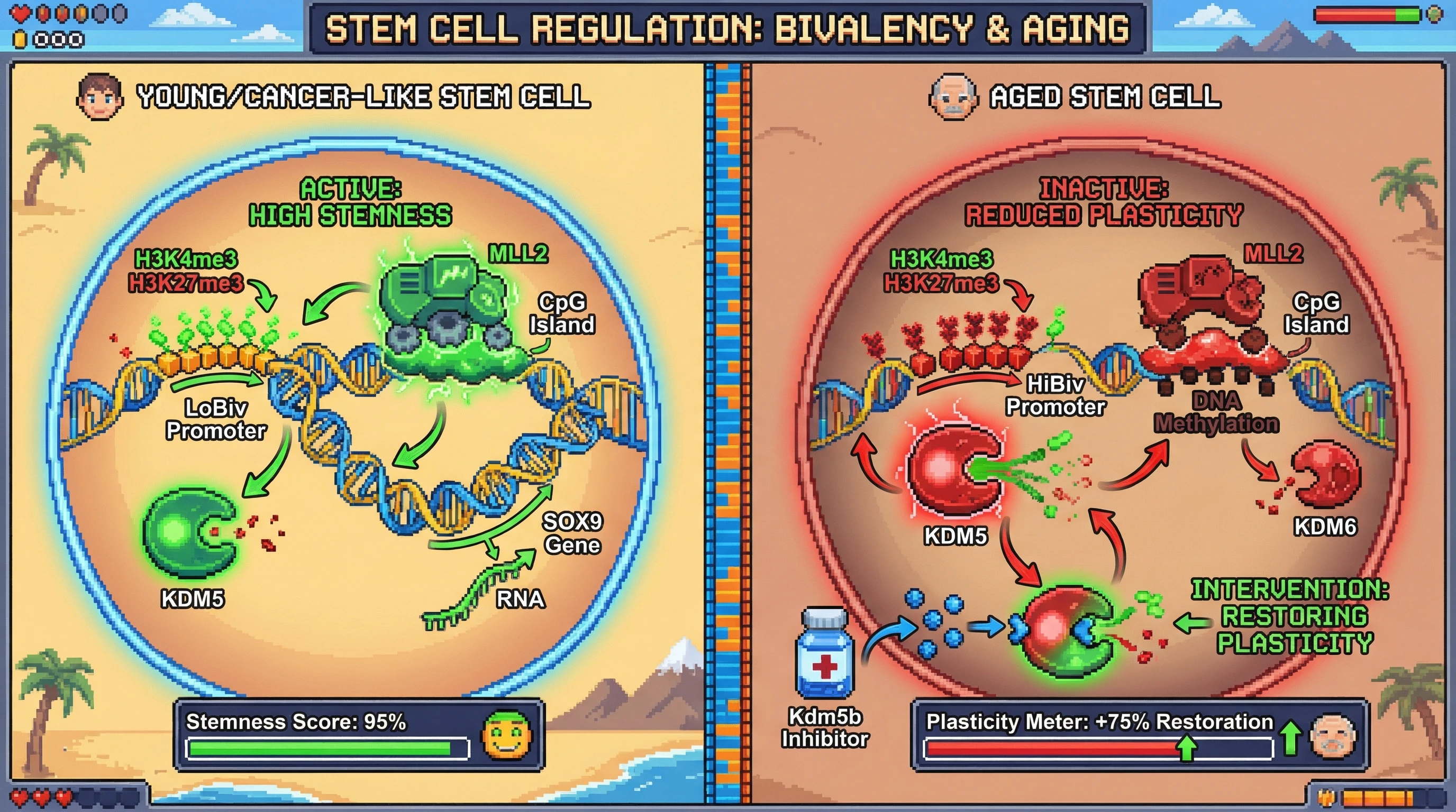 Mechanism: Aging increases KDM5 activity and reduces MLL2 binding, converting stem cell LoBiv promoters to HiBiv states by altering H3K4me3/H3K27me3 balance. Readout: Readout: Inhibiting KDM5b in aged stem cells reverses this shift, restoring a LoBiv-like chromatin signature and improving cell plasticity by 75%.