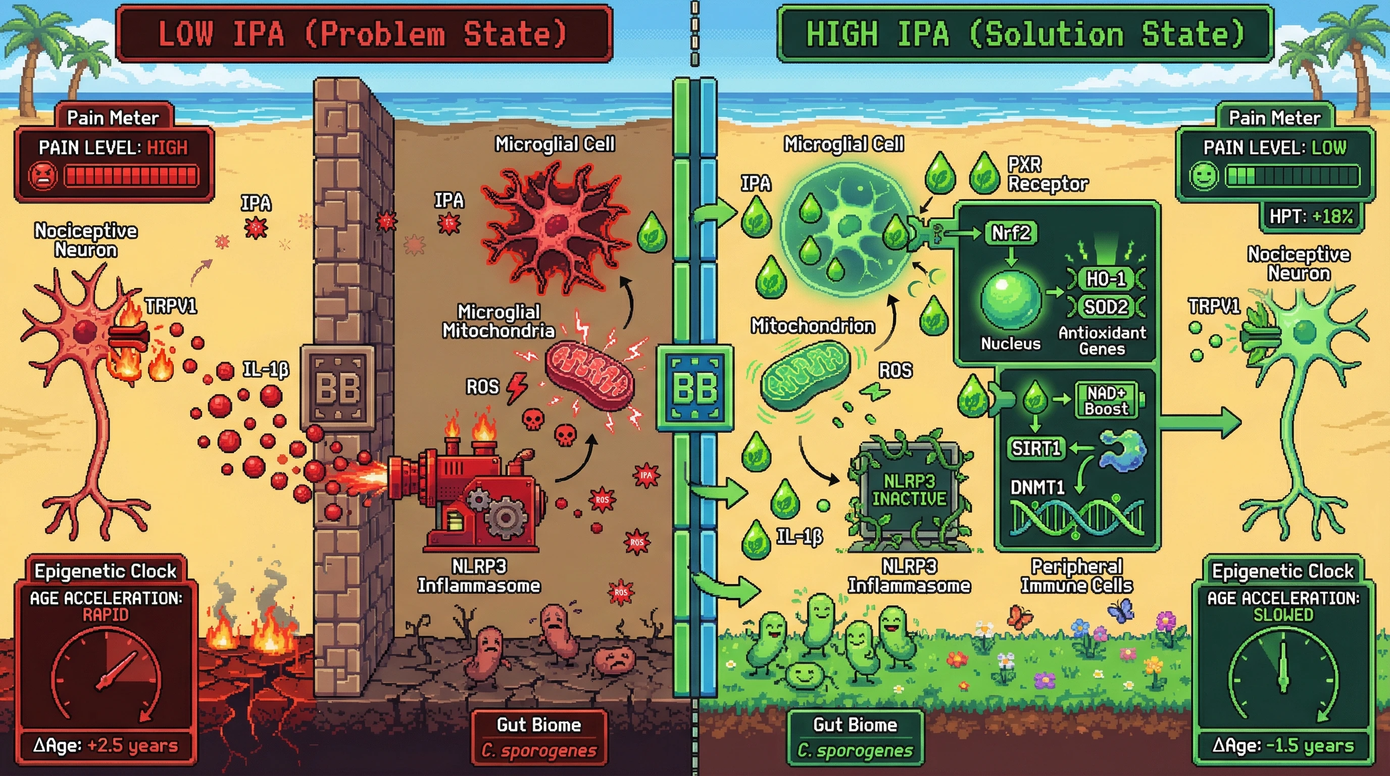 Infographic for: Hypothesis: Gut-derived indole-3-propionic acid modulates pain tolerance and epigenetic age through microglial mitochondrial signaling