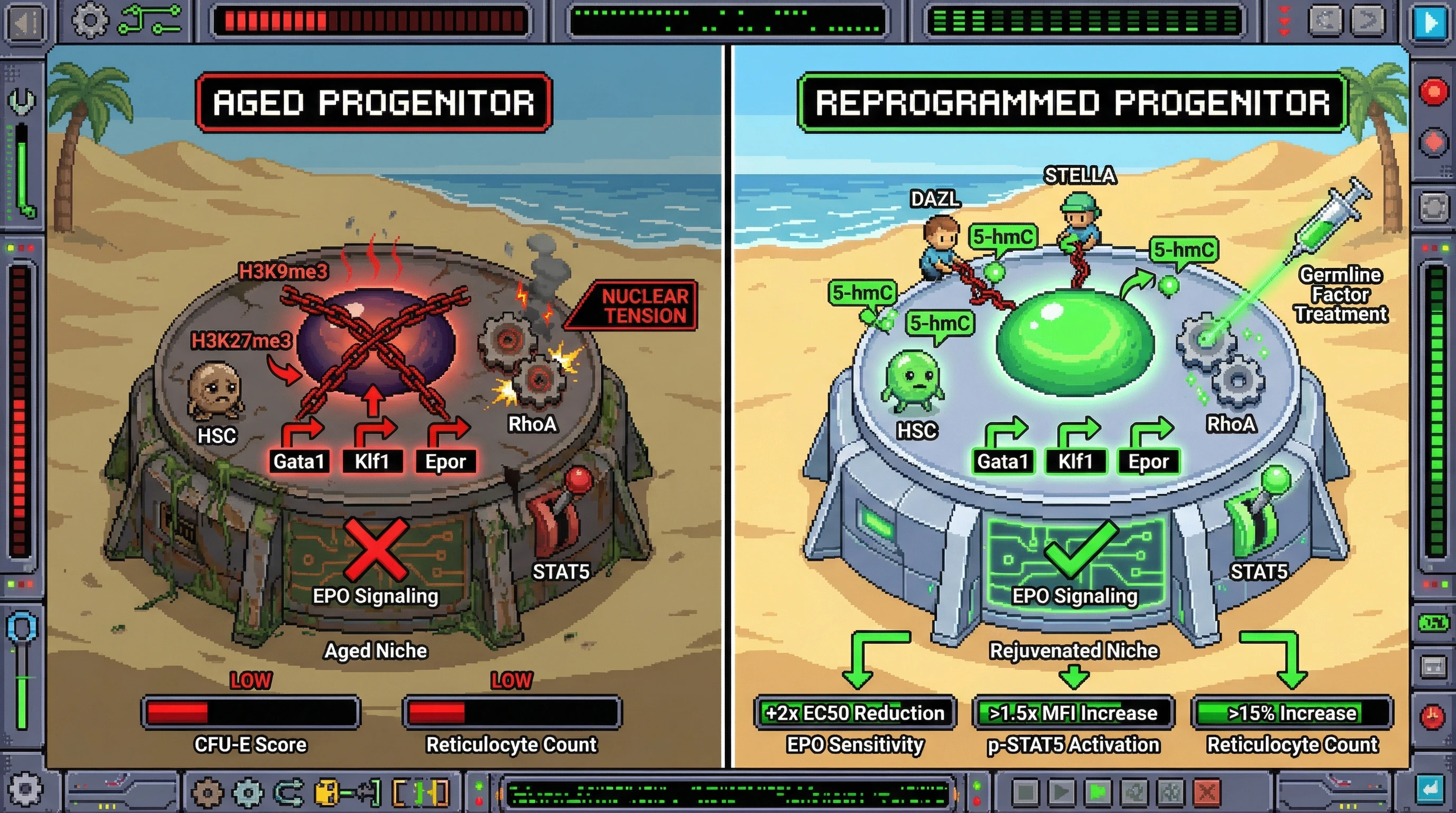Infographic for: Transient germline‑factor reprogramming restores erythropoietin sensitivity in aged hematopoietic progenitors by erasing age‑associated epigenetic barriers