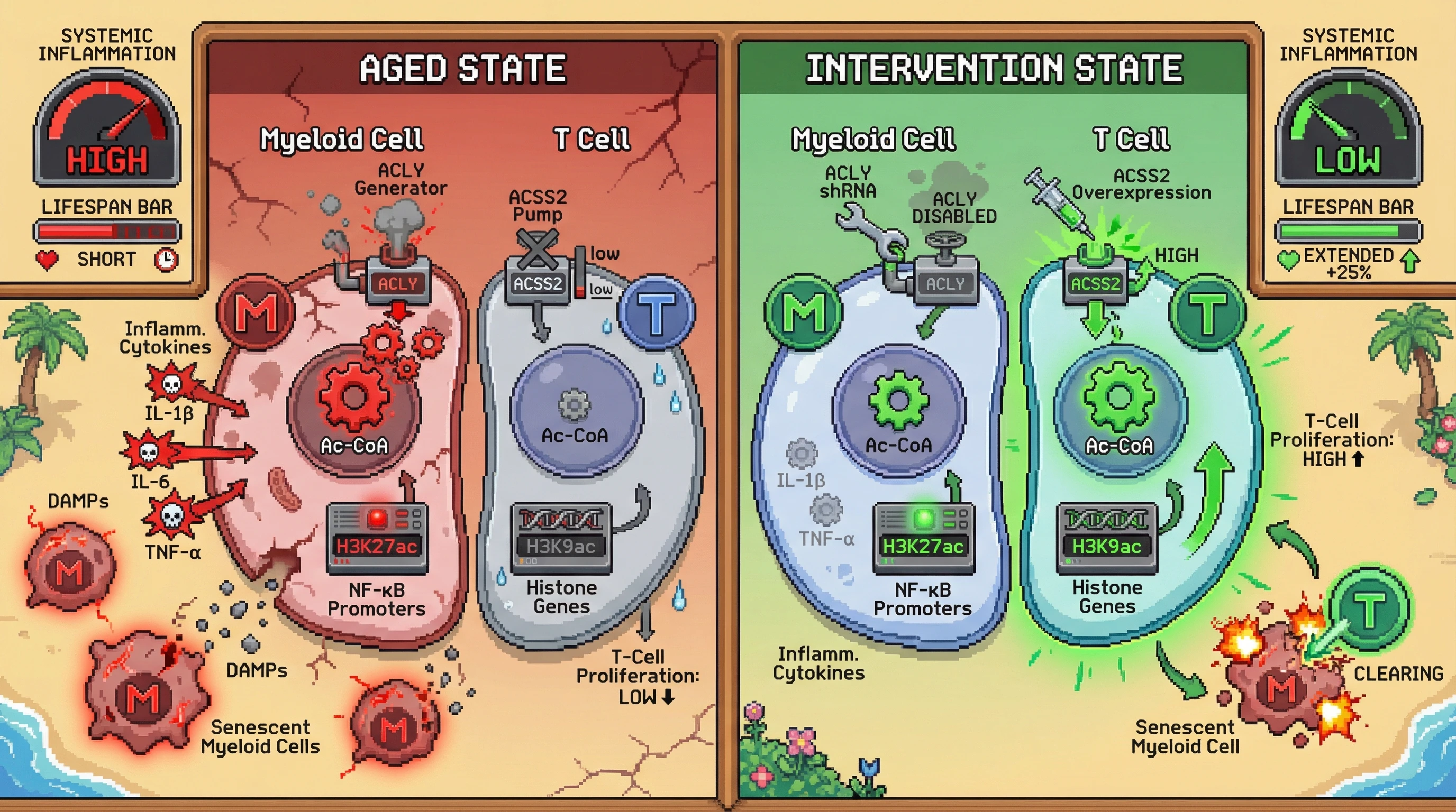 Mechanism: Myeloid-specific ACLY inhibition and T-cell-specific ACSS2 overexpression rebalance acetyl-CoA, reducing myeloid inflammaging and restoring T-cell function. Readout: Readout: This combined intervention decreases systemic inflammation, promotes clearance of senescent cells, and extends median lifespan by 25%.