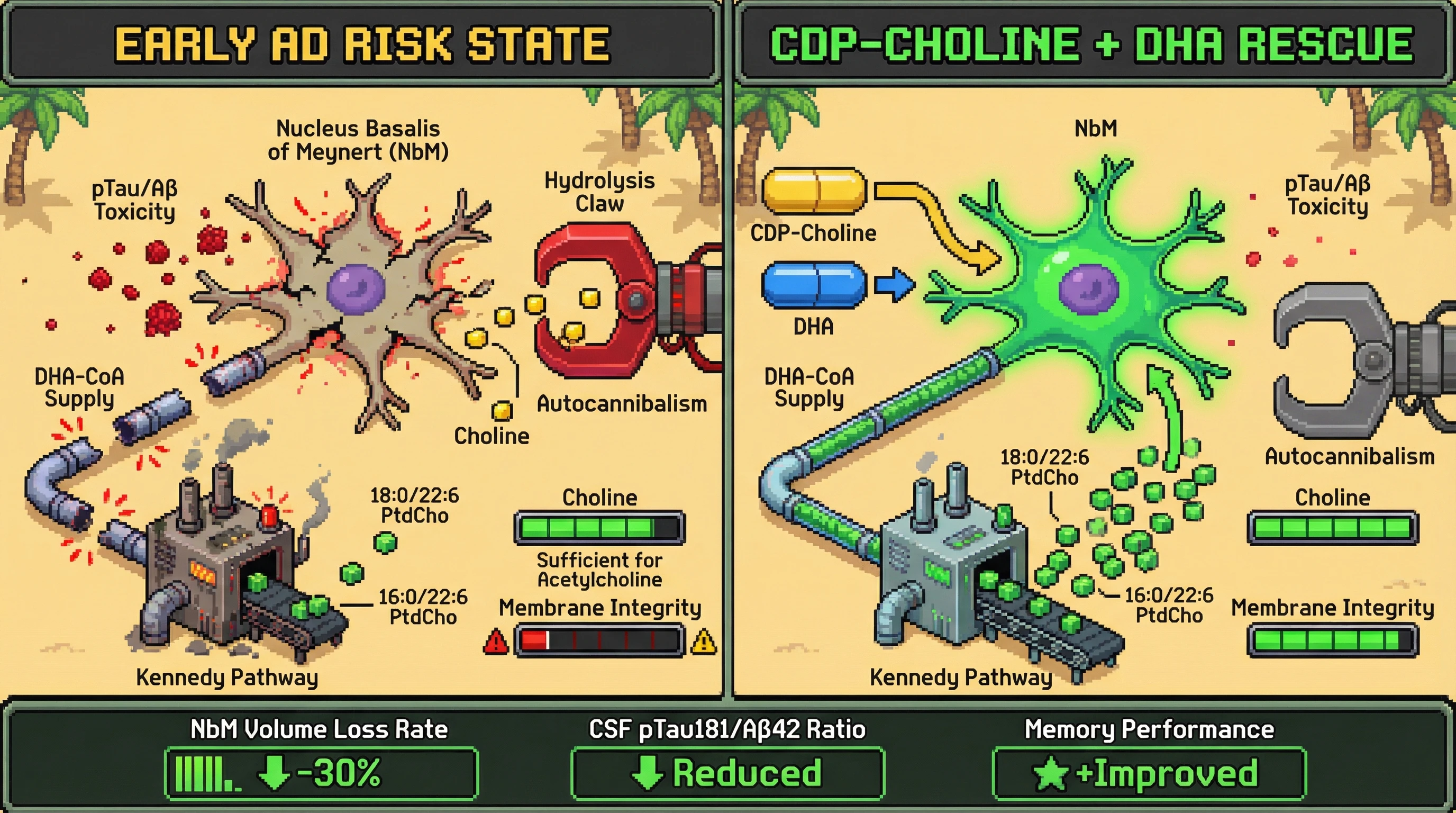 Mechanism: Combined CDP-choline and DHA supplementation restores specific unsaturated phosphatidylcholine species (PtdCho) in NbM neurons, preventing membrane autocannibalism and preserving cholinergic tone. Readout: Readout: This intervention is predicted to reduce NbM volumetric loss by ≥30% and decrease CSF pTau181/Aβ42 ratio, improving memory performance.