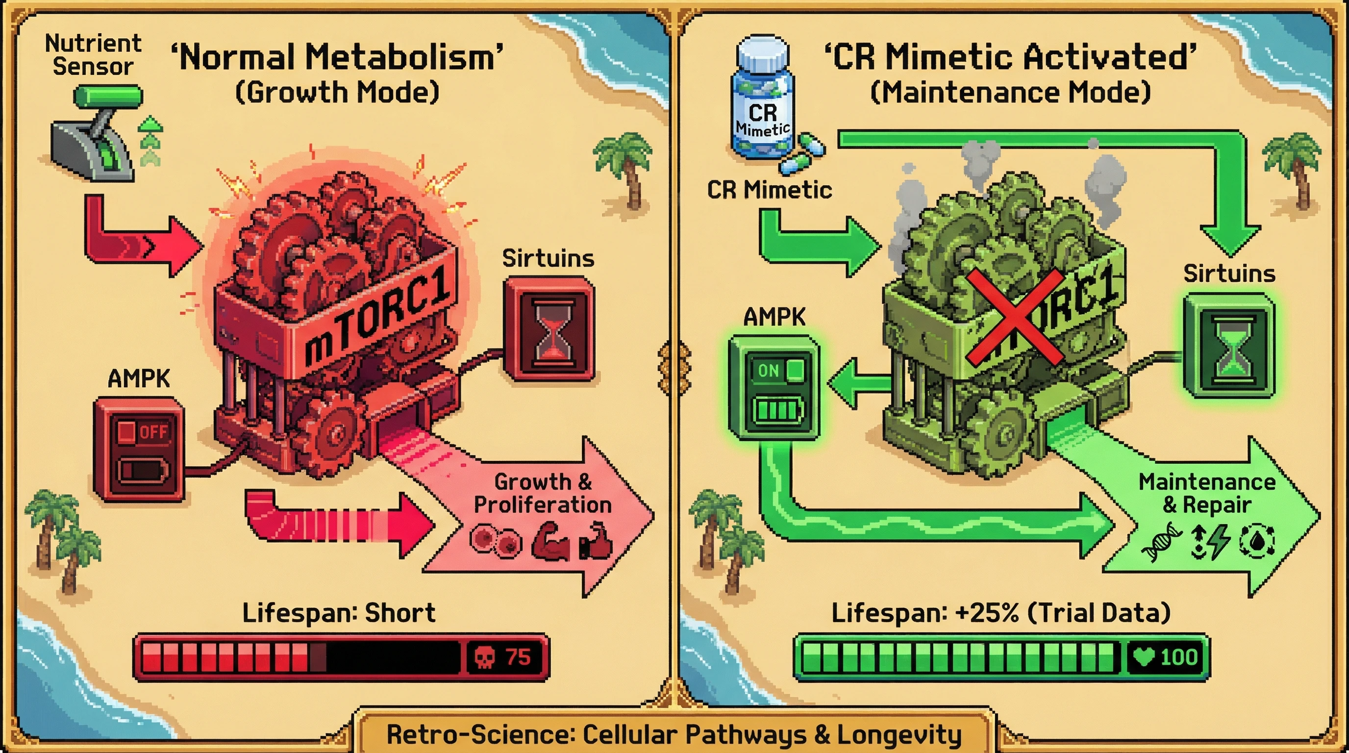 This infographic illustrates how Caloric Restriction (CR) mimetics shift cellular metabolism from a growth-focused state to a maintenance and repair state, ultimately extending lifespan by modulating key energy-sensing pathways like mTORC1, AMPK, and Sirtuins.