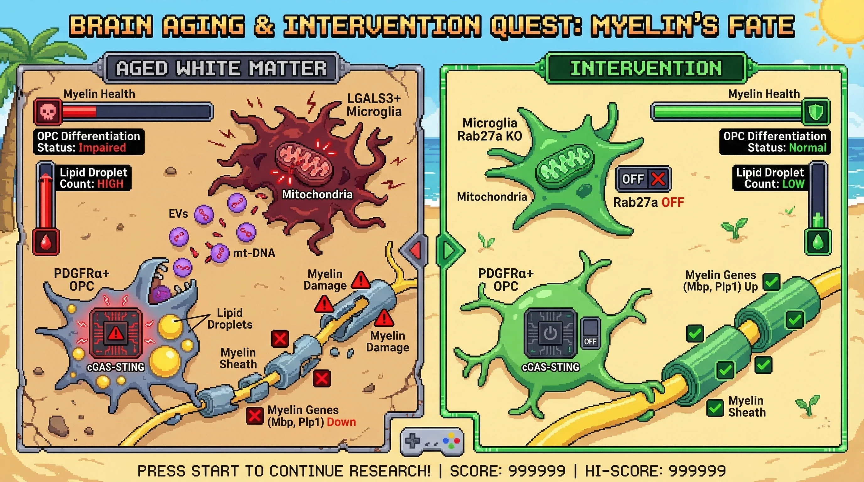 Infographic for: Hypothesis: Senescent microglia propagate white matter damage through mitochondrion‑derived DAMPs packaged in extracellular vesicles that reprogram oligodendrocyte progenitor cells