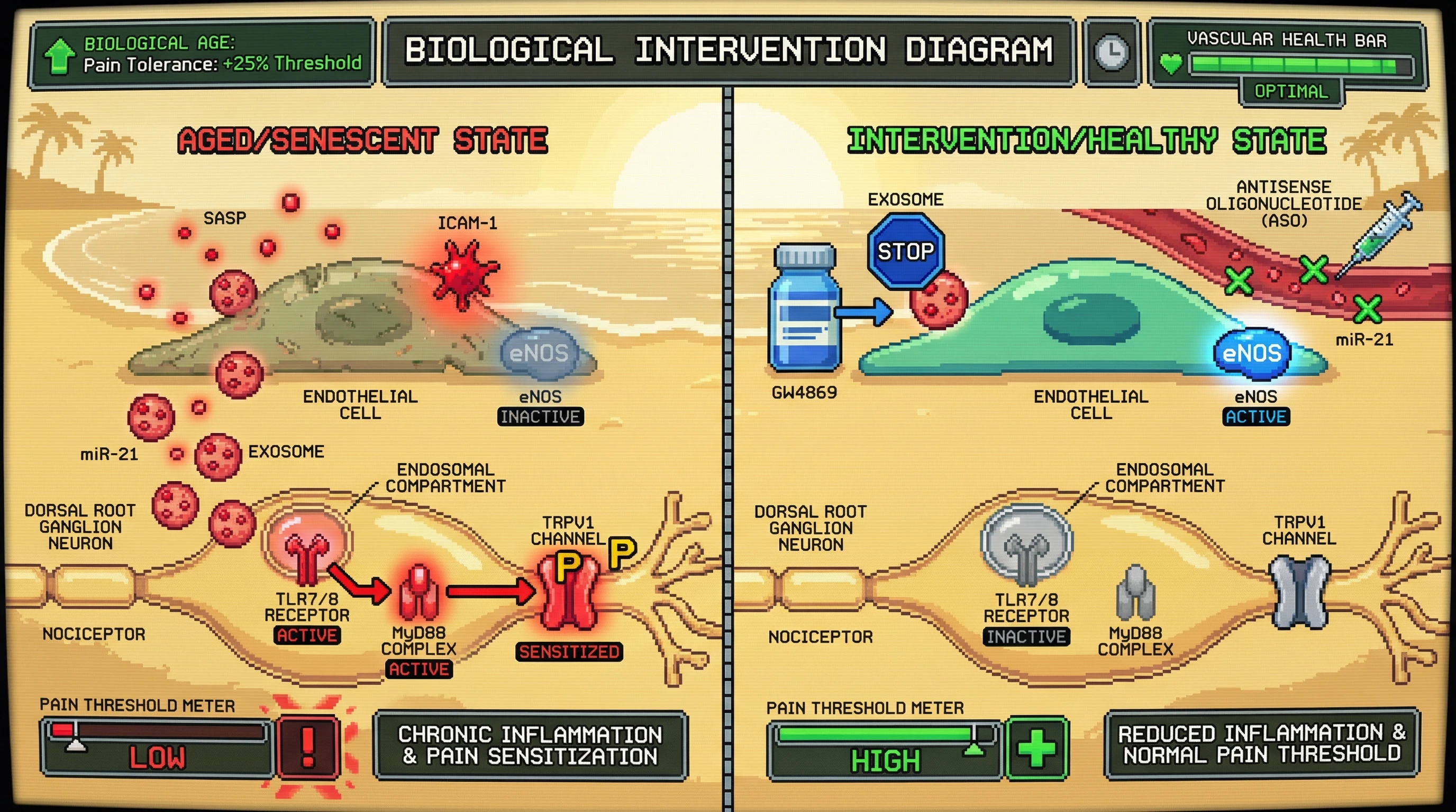 Infographic for: Endothelial Exosomal miR-21 Links Vascular Senescence to Pain Tolerance as a Predictor of Biological Age