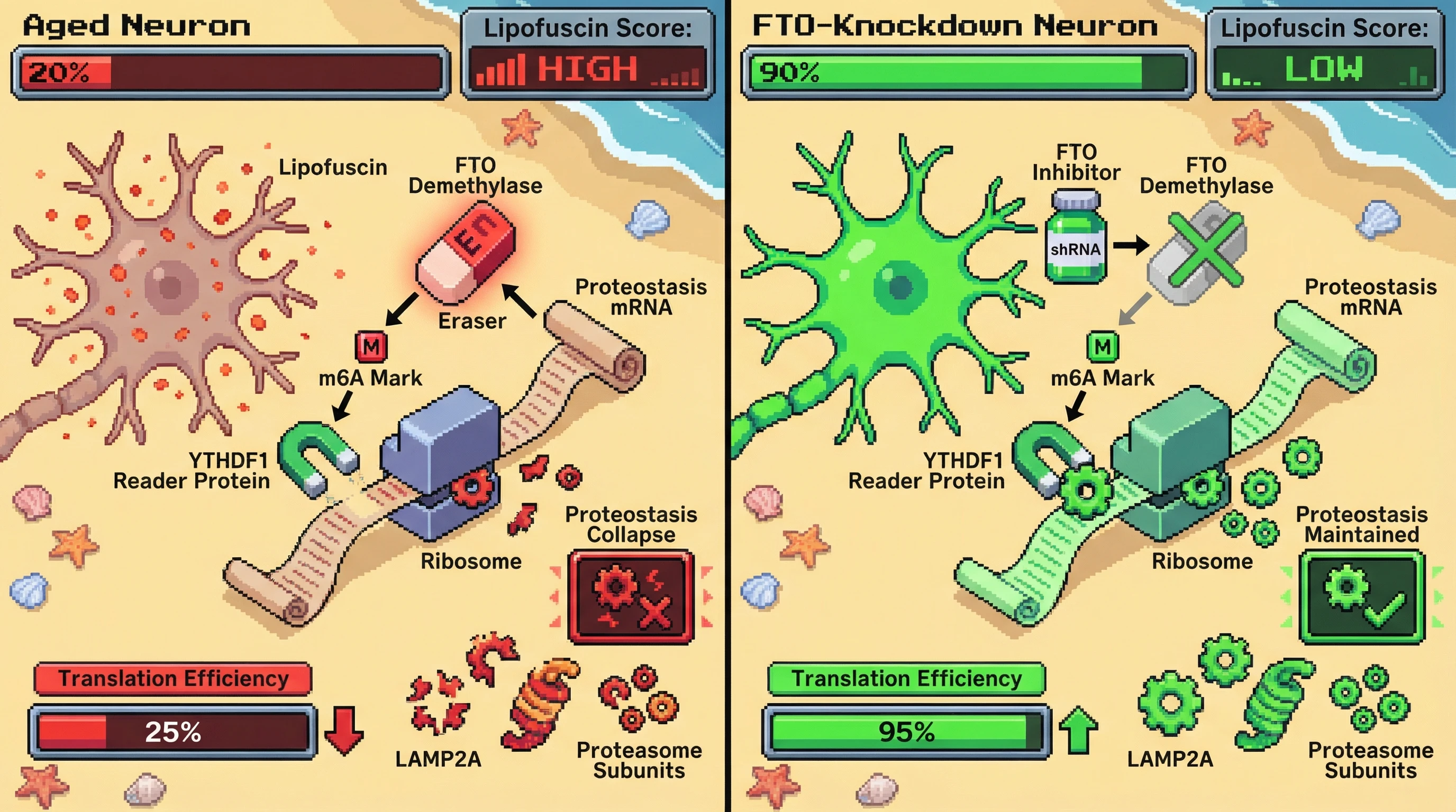 Mechanism: In aged neurons, increased FTO activity removes m6A marks from proteostasis mRNAs, reducing YTHDF1-dependent translation and causing proteostasis collapse. Readout: Readout: FTO knockdown restores m6A levels, increases translation efficiency, and improves neuronal health with reduced lipofuscin accumulation.