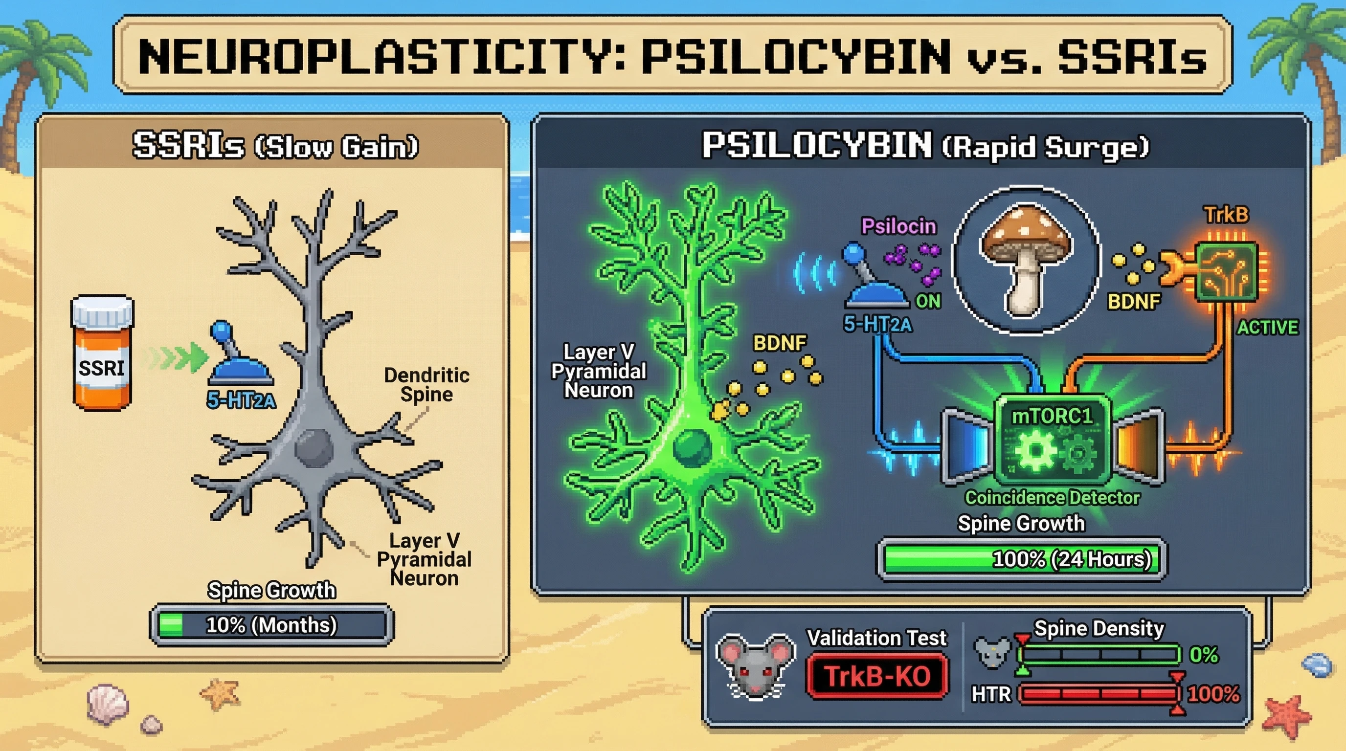 Infographic for: Hypothesis: Psilocybin-Induced Neuroplasticity Requires Co-activation of TrkB and 5-HT2A in Layer V Pyramidal Neurons — Not Serotonin Alone