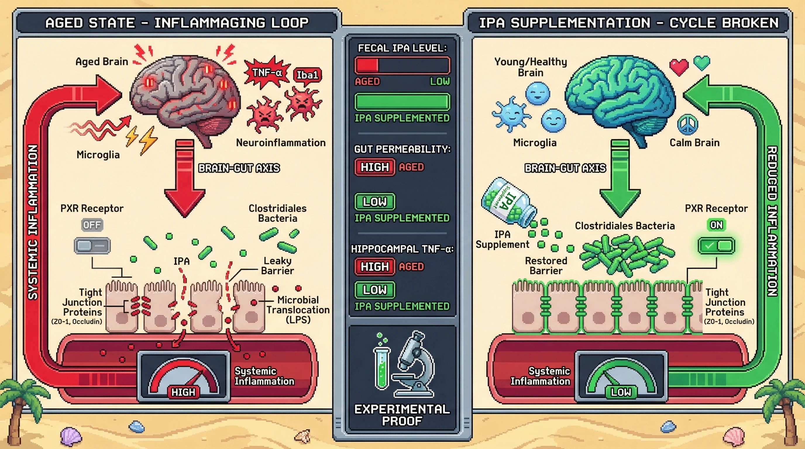 Infographic for: A microbiota‑host feedback loop where aging‑induced neuroinflammation suppresses gut IPA production, breaking PXR‑dependent barrier and brain protection