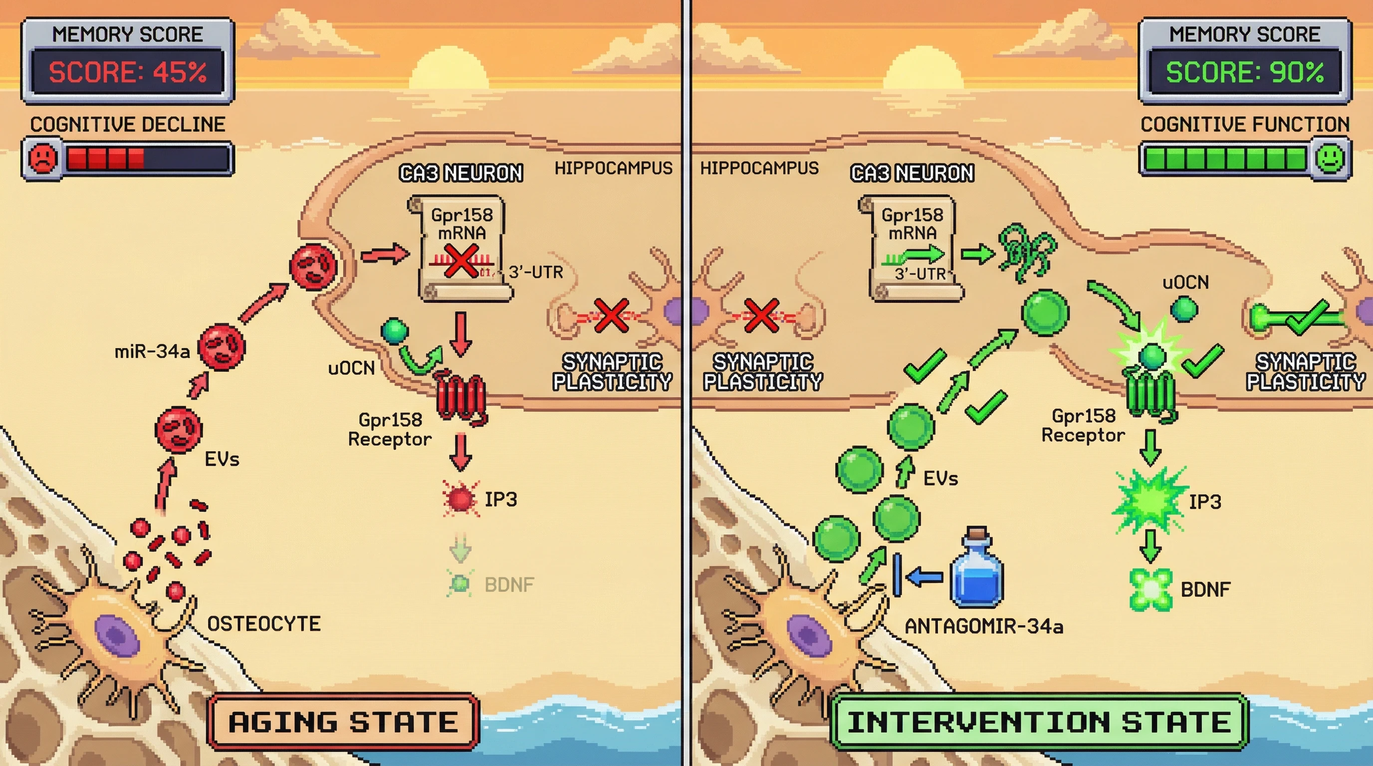 Mechanism: Age-dependent osteocyte miR-34a-enriched vesicles travel to the hippocampus, silencing Gpr158 and weakening uOCN-evoked BDNF signaling. Readout: Readout: Inhibiting miR-34a preserves Gpr158 levels, sustains uOCN-BDNF signaling, and significantly improves 'Memory Score' from 45% to 90%.
