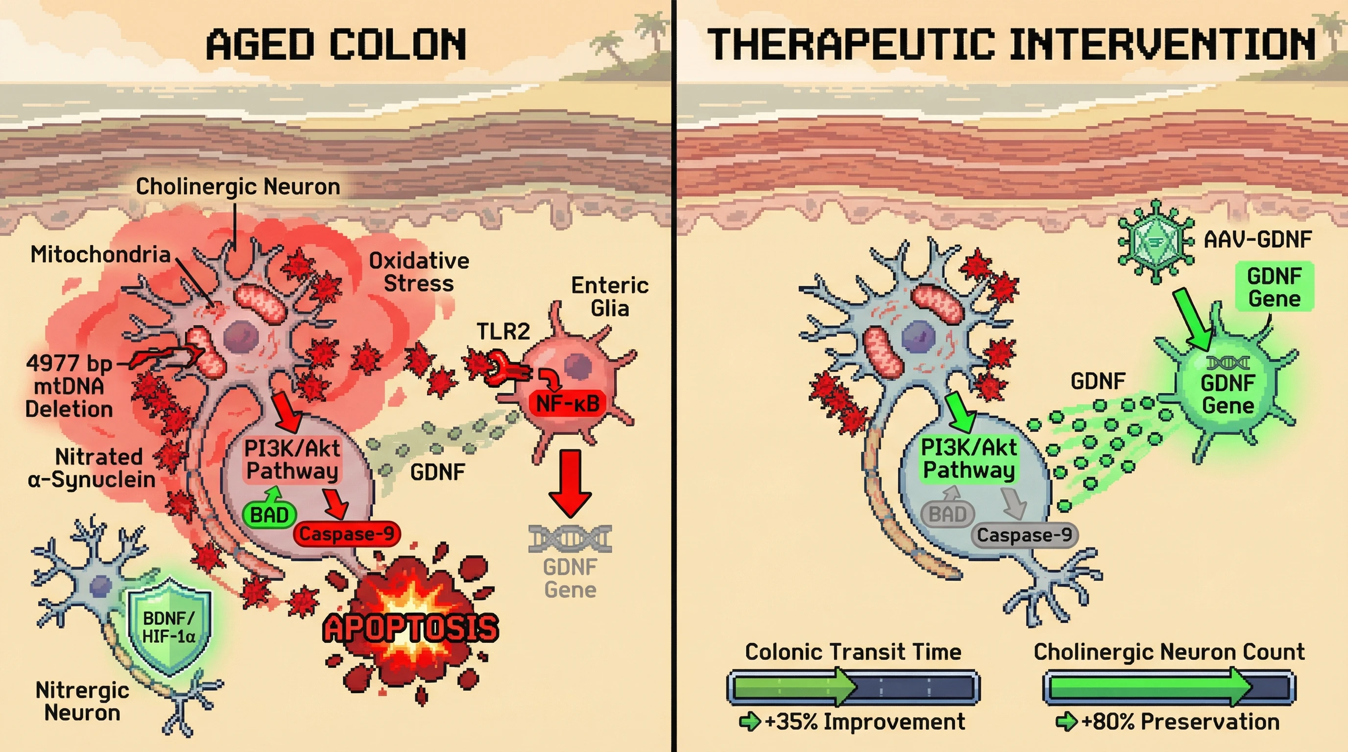 Infographic for: Mitochondrial DNA Clonal Expansion as the Inefficiency Signal Driving GDNF-Mediated Selective Pruning of Cholinergic Myenteric Neurons in Aging