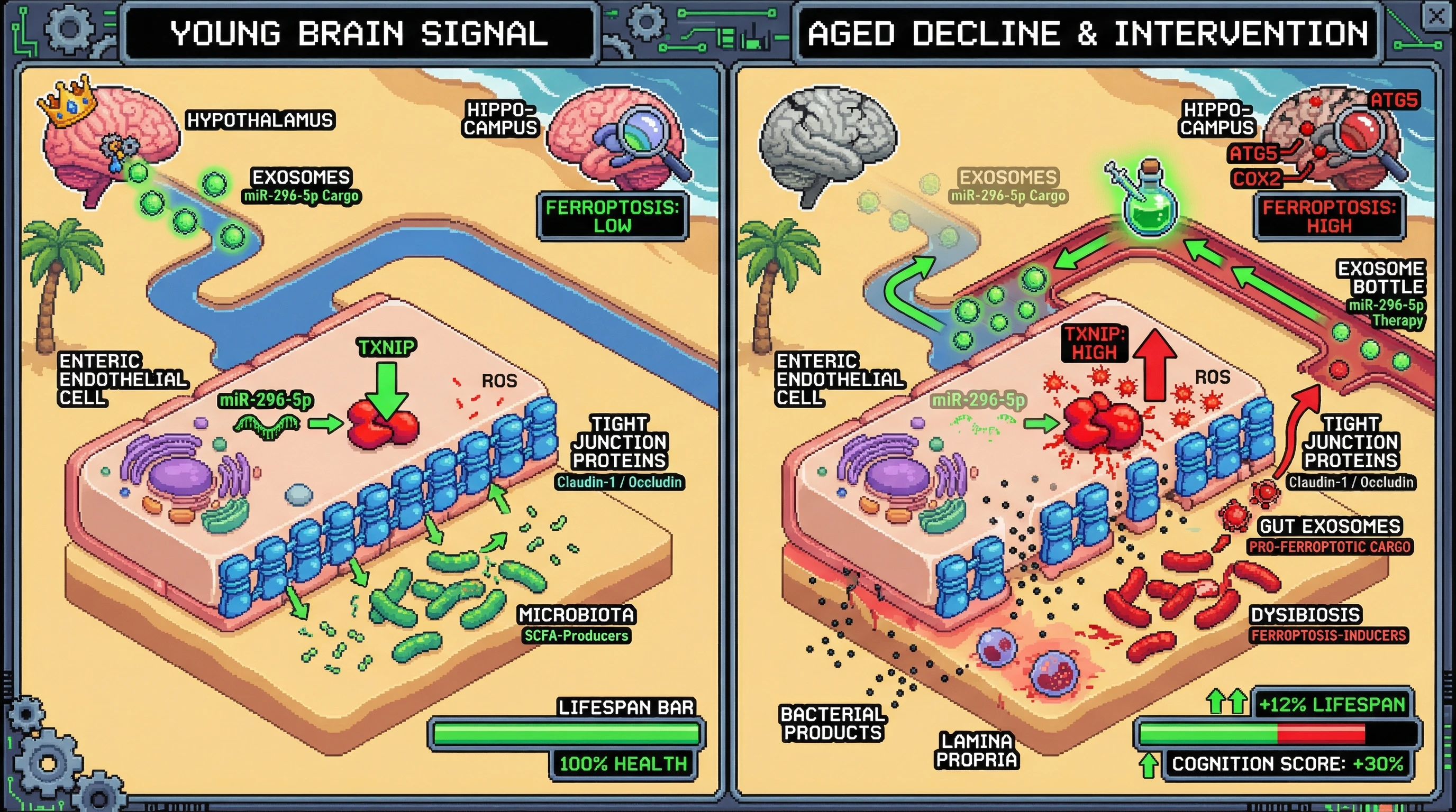 Infographic for: Brain‑Derived Exosomal miR‑296‑5p Sets the Gut Homeostatic Baseline: A Bottom‑Up Longevity Lever