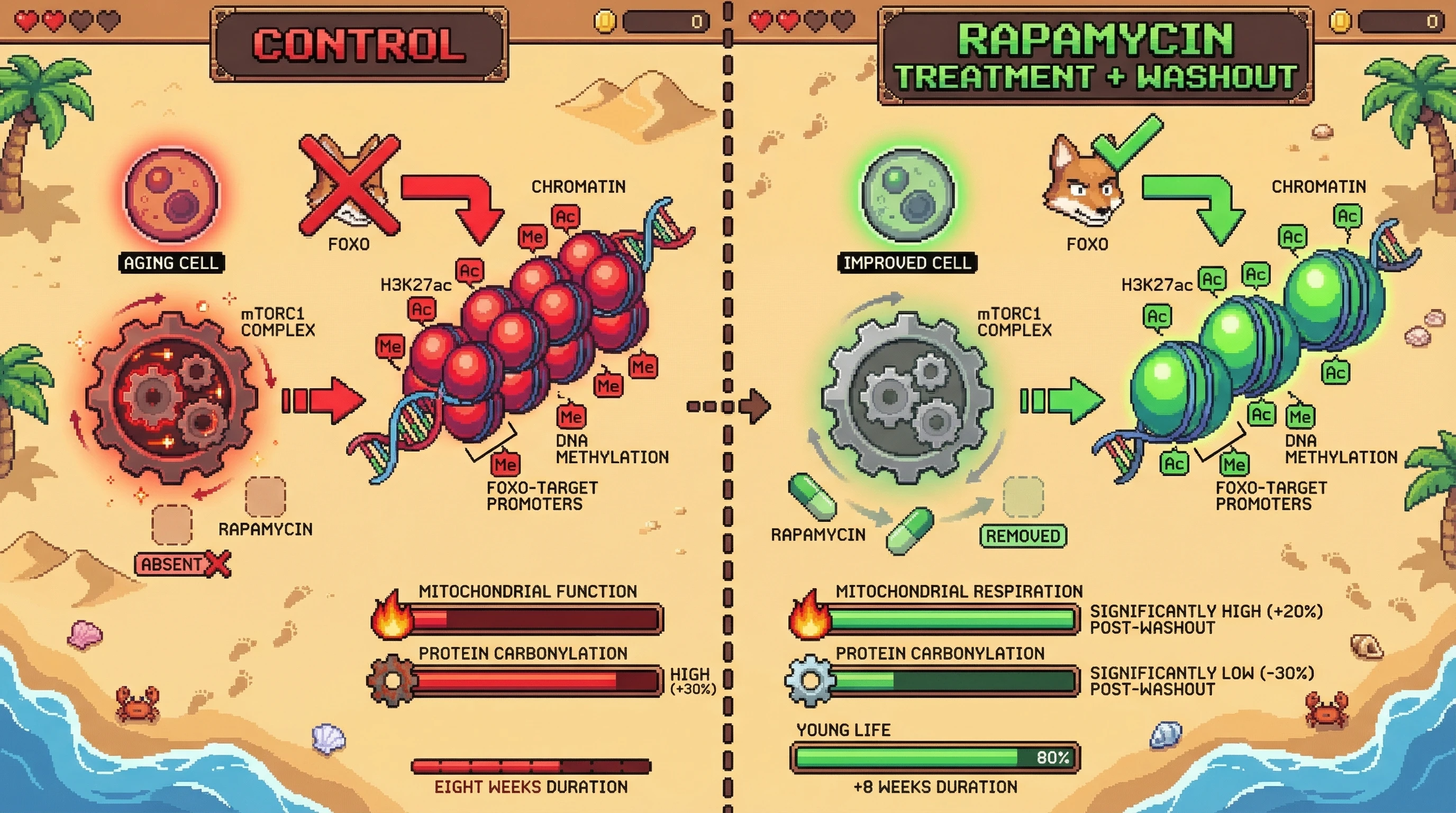 Infographic for: Rapamycin induces a persistent epigenetic memory of youth that outlasts drug exposure