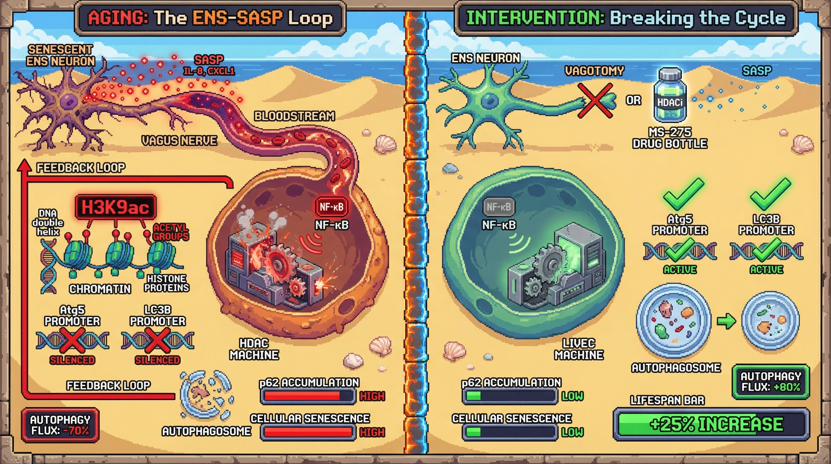 Infographic for: Enteric Nervous System‑Derived SASP Propagates Epigenetic Silencing of Autophagy in Distant Tissues During Aging