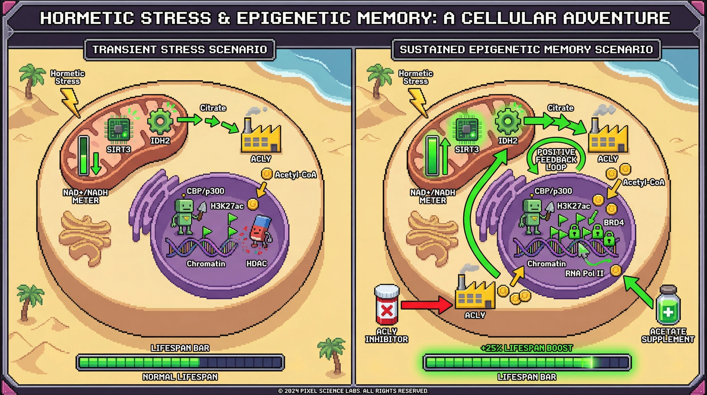 Mechanism: Sustained NAD+ elevation drives acetyl-CoA production via SIRT3-IDH2-ACLY, leading to lasting H3K27ac marks on stress-response genes, forming an epigenetic memory. Readout: Readout: This process extends lifespan, but is abolished by ACLY inhibition, while acetate supplementation can restore it.
