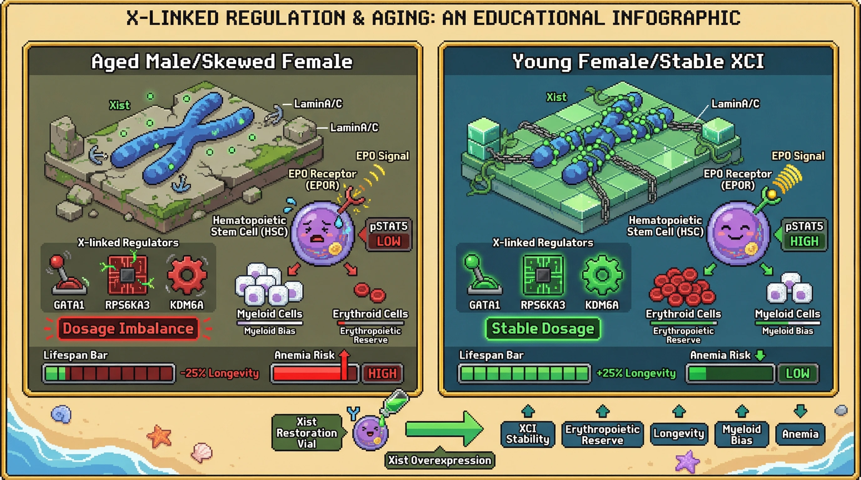 Infographic for: X Chromosome Inactivation Stability Governs Sex‑Specific Erythropoietic Reserve and Modulates Longevity