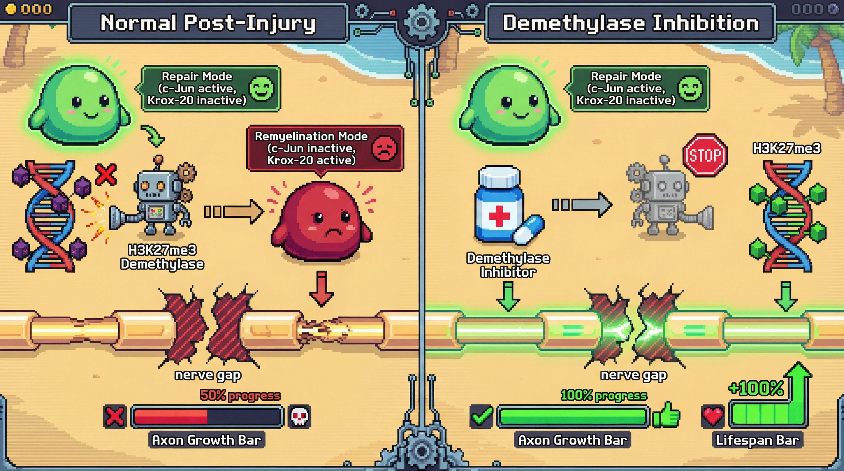 Infographic for: Histone Methylation Controls Schwann Cell Repair State—Demethylase Inhibition Extends the Regeneration Window