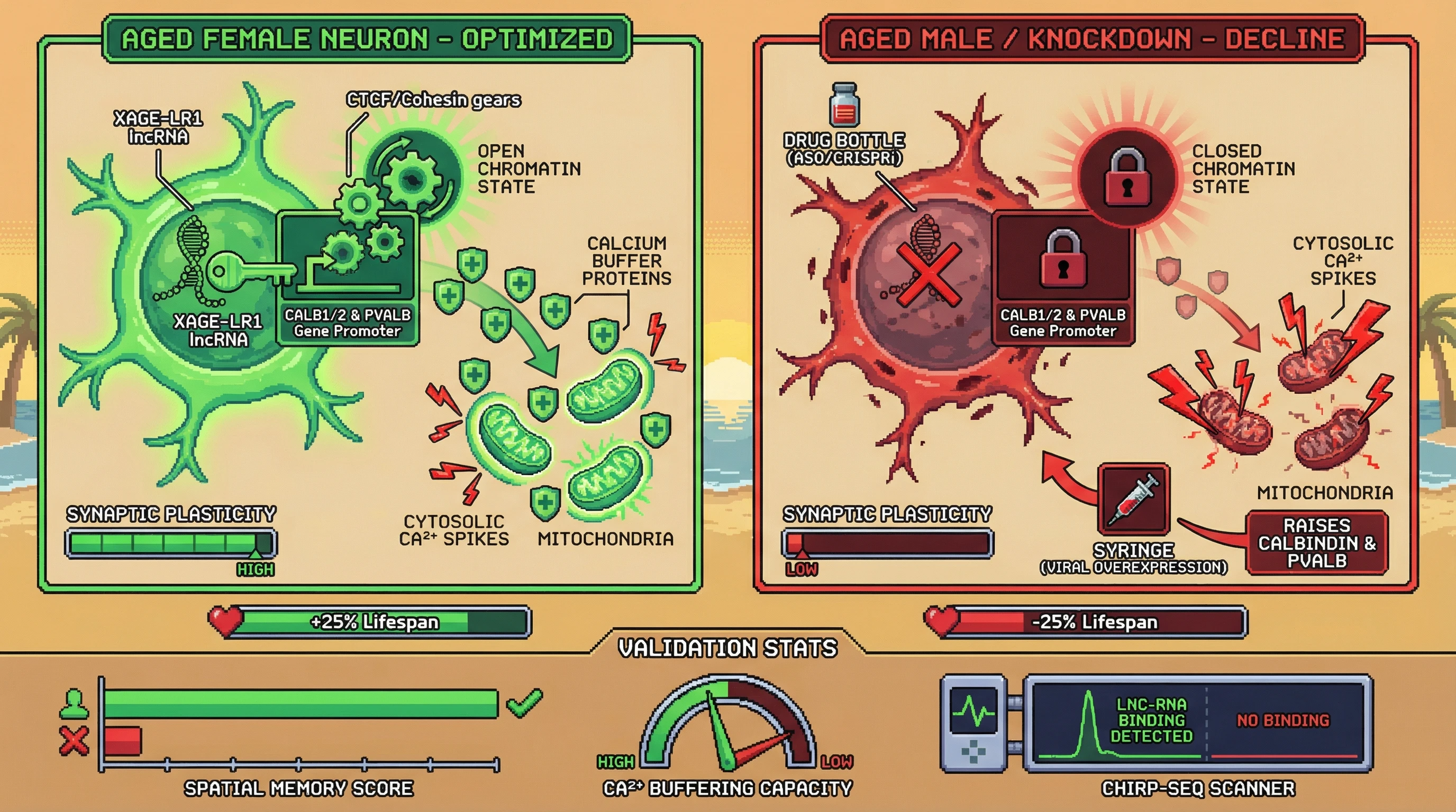 Infographic for: X-linked escape genes regulate calbindin expression through a sex‑specific lncRNA scaffold to enhance neuronal calcium buffering and promote longevity