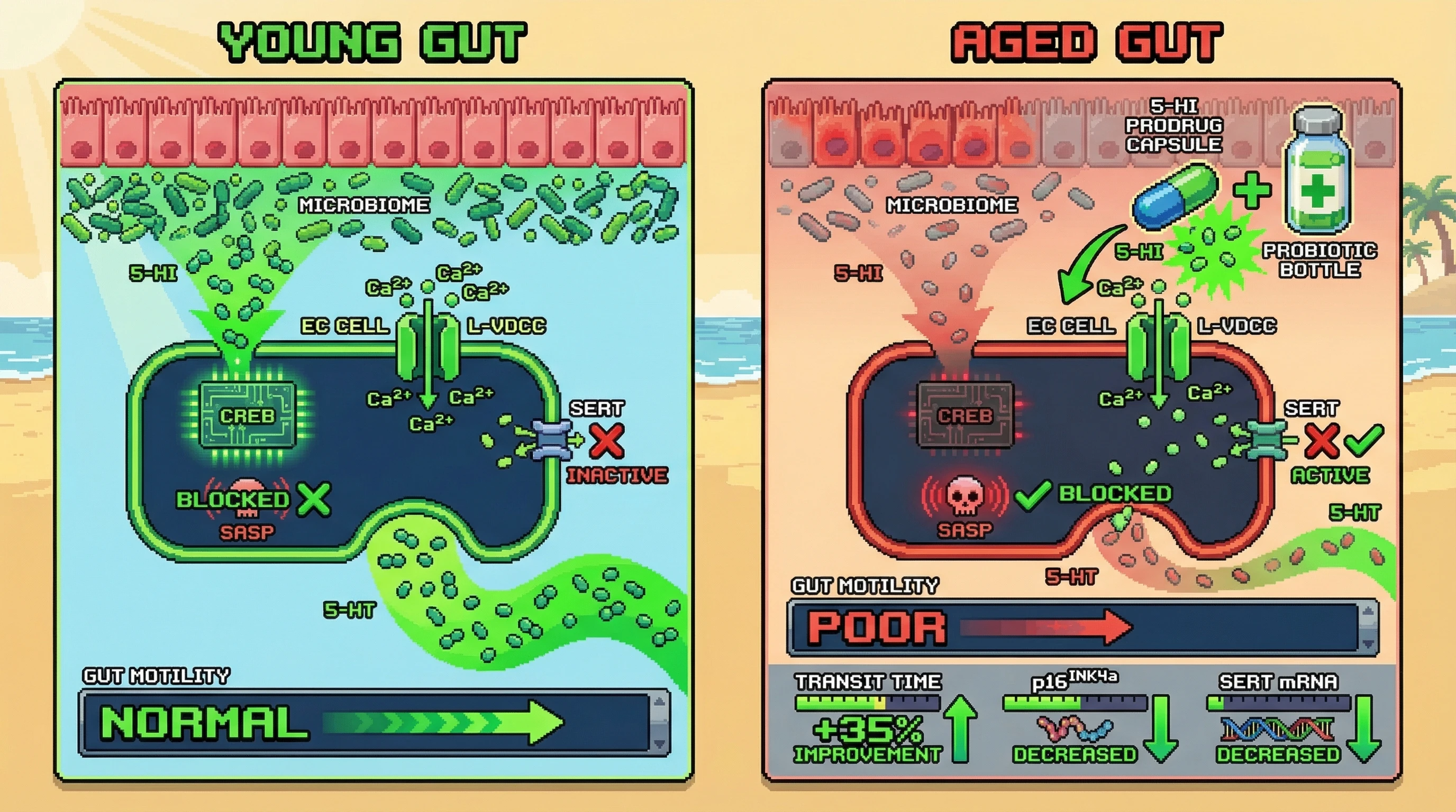 Infographic for: Microbial 5‑HI Deficiency Drives Enterochromaffin Cell Senescence and Serotonergic Dysmotility in Aging