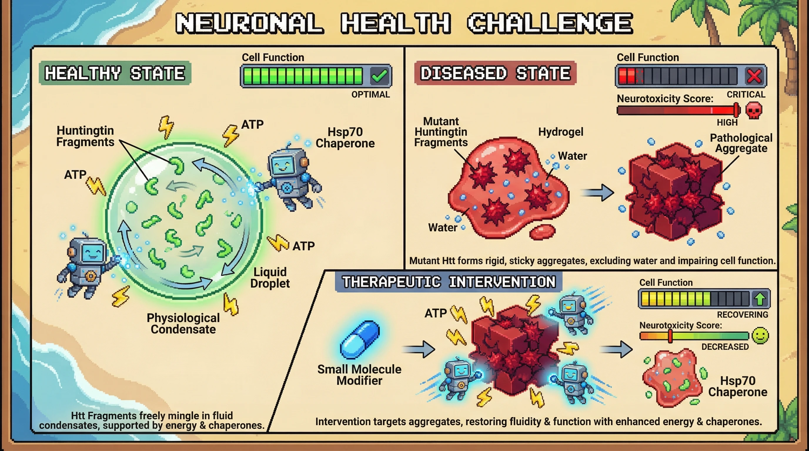 Mechanism: Disease-linked Huntingtin mutations accelerate the transition of dynamic protein liquid droplets into rigid solid aggregates, impairing cellular function. Readout: Readout: Therapeutic interventions like small molecule modifiers, ATP enhancement, or chaperone upregulation reduce neurotoxicity and partially restore cell function.