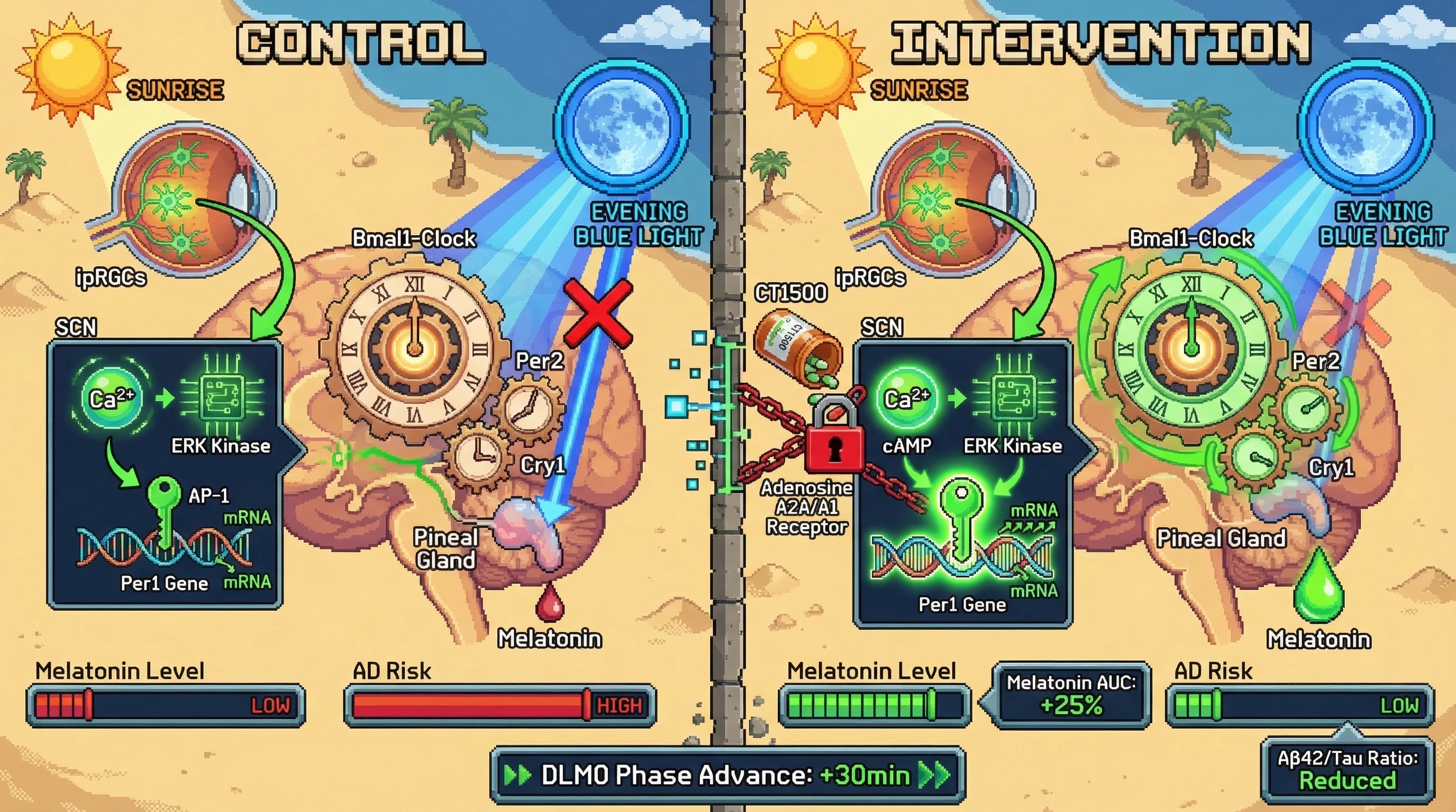 Infographic for: Synergistic morning light exposure and adenosine A2A/A1 antagonism amplifies PER1-driven circadian amplitude, mitigating evening blue‑light–induced melatonin suppression and reducing Alzheimer’s disease risk markers