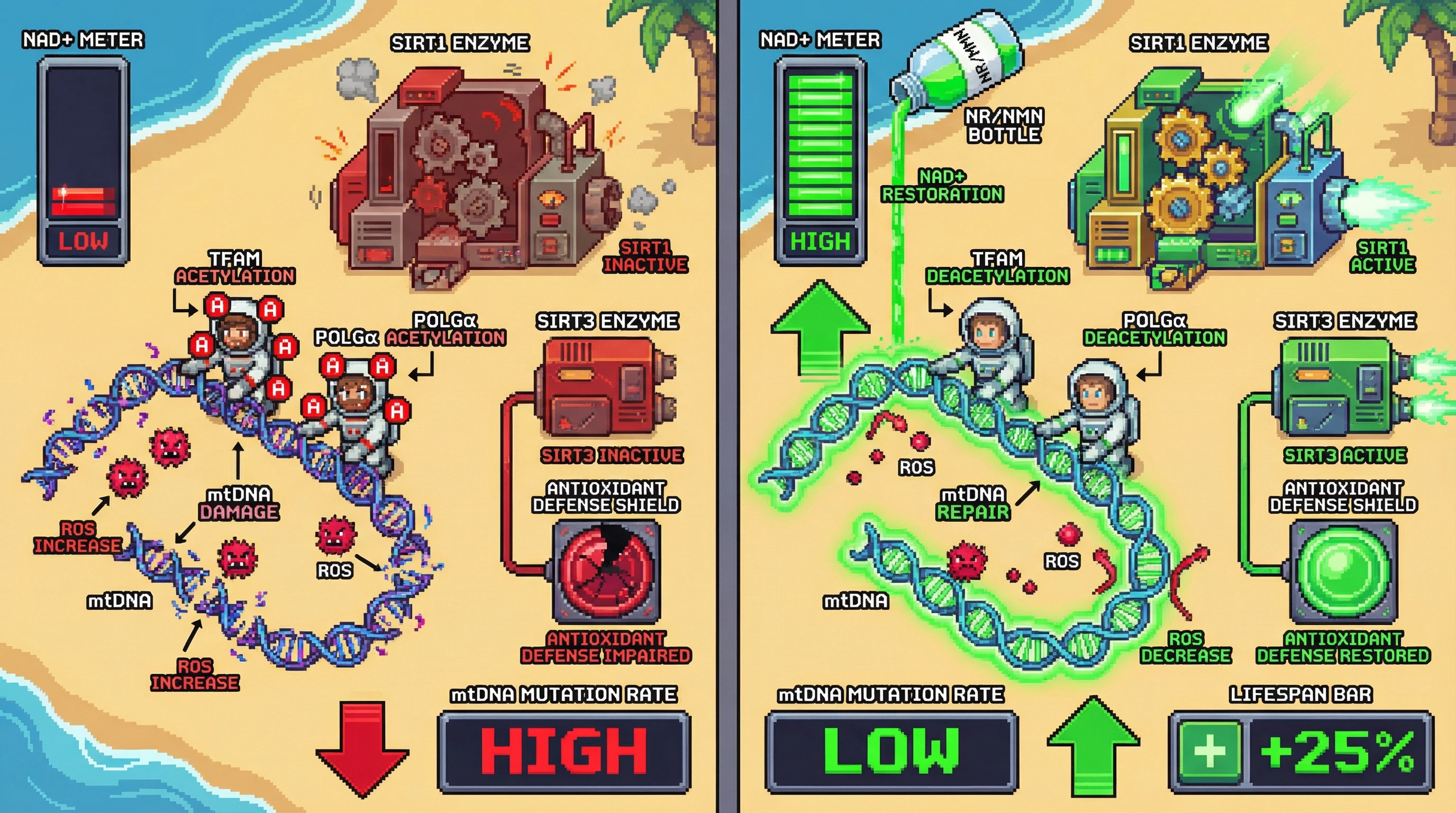 Infographic for: NAD+‑Dependent Licensing of mtDNA Replication: A Test for Upstream Control of Mitochondrial Genome Stability