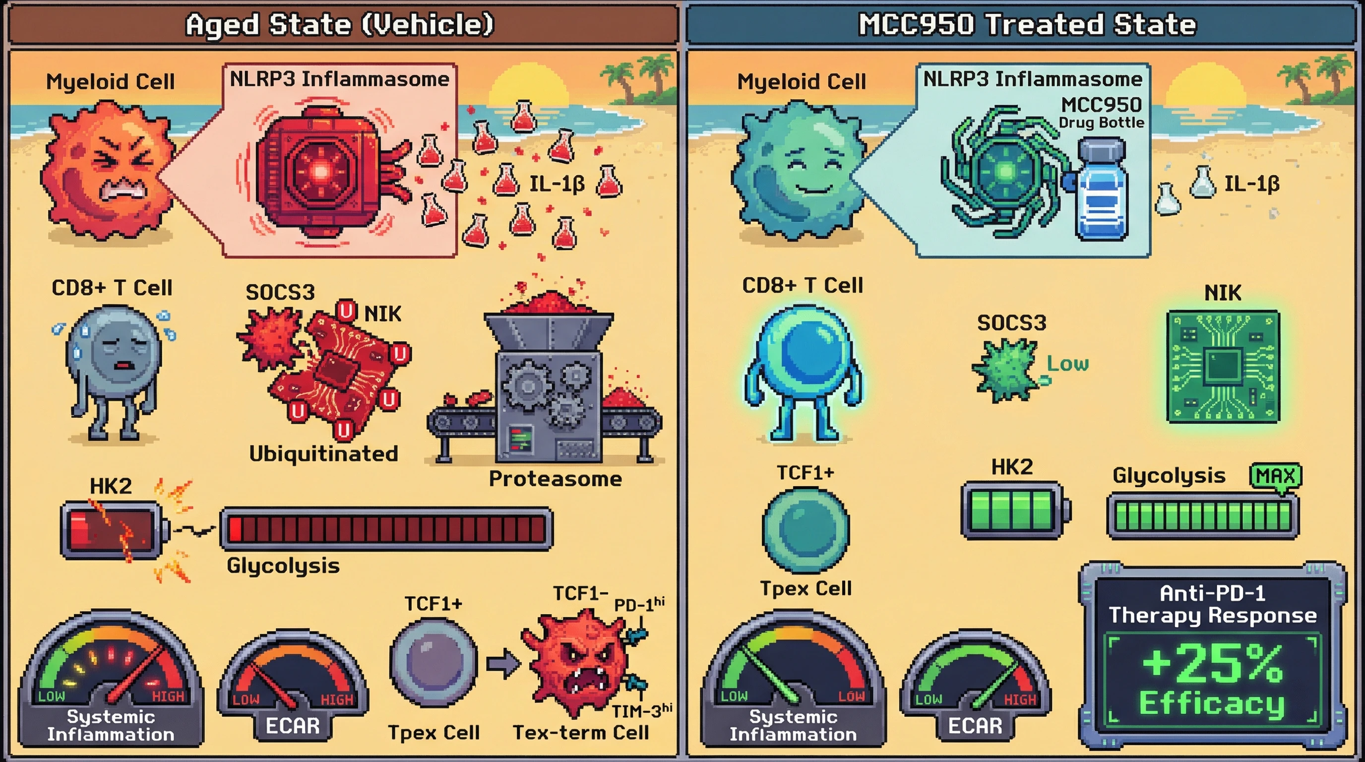 Infographic for: NLRP3 inhibition preserves Tpex metabolic fitness via the NIK‑HK2 axis to delay immunosenescence