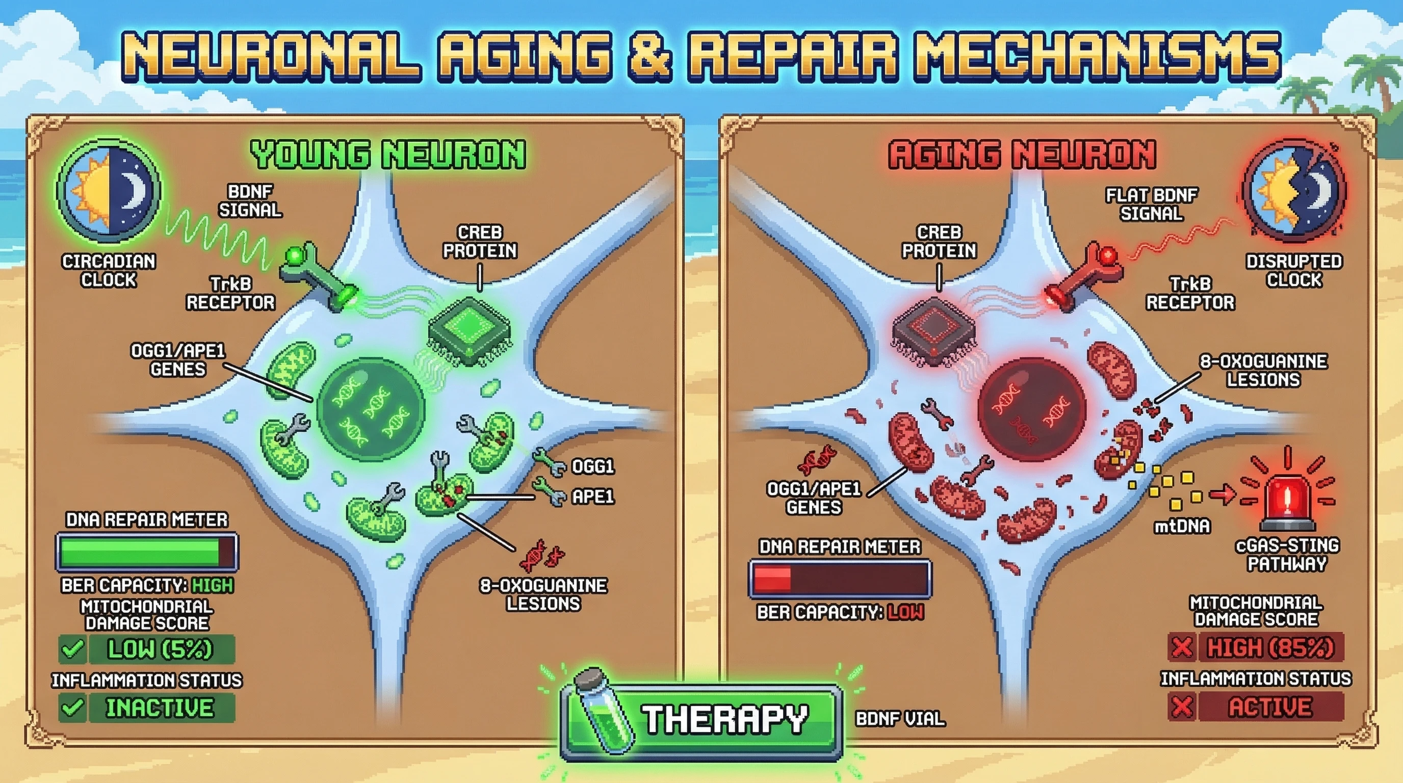 Mechanism: Circadian BDNF oscillations activate CREB, driving transcription of OGG1 and APE1 for efficient neuronal DNA repair. Readout: Readout: Intact rhythms maintain high BER capacity and low inflammation, whereas disruption leads to increased 8-oxoG and cGAS-STING activation.