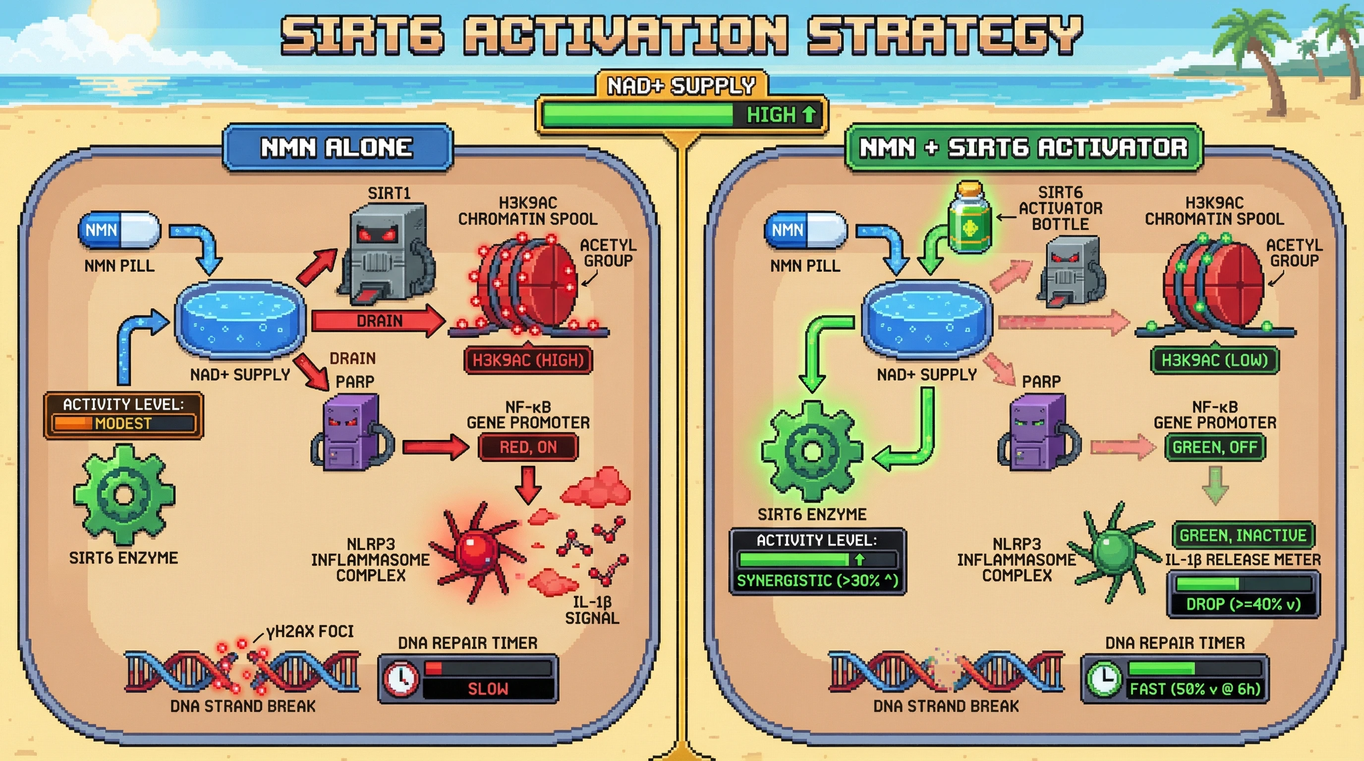 Infographic for: NMN combinedwith a SIRT6‑selective activator boosts SIRT6‑dependent DNA repair and inflammasome inhibition in human peripheral immune cells