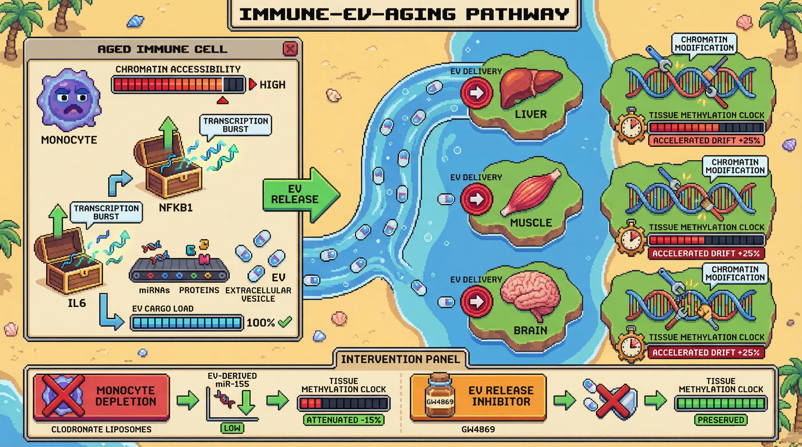 Infographic for: Longitudinal immune chromatin accessibility drives systemic multi-omic aging signatures via extracellular vesicle-mediated epigenetic reprogramming