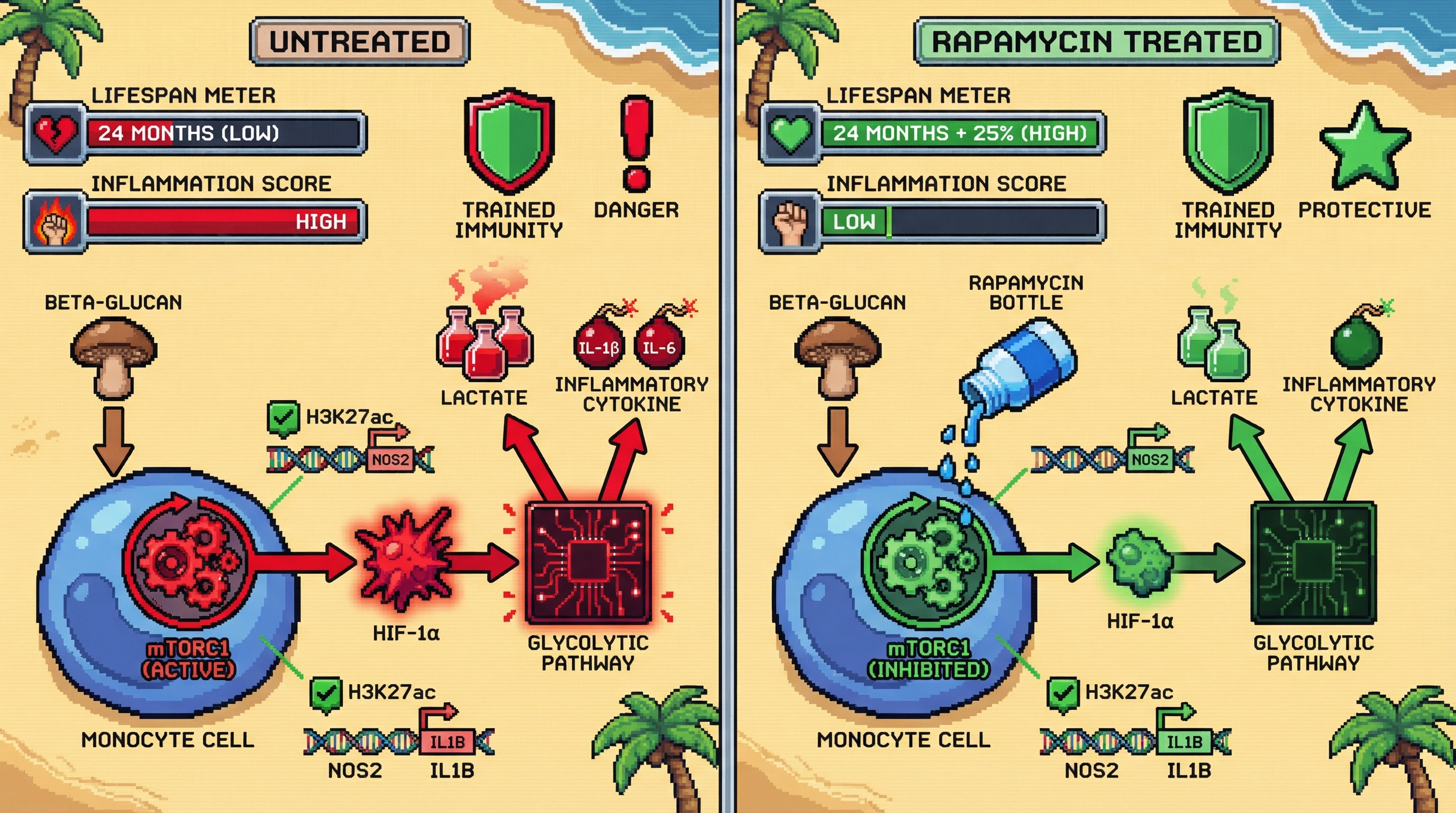 Infographic for: Modulating mTORC1 to uncouple early-life benefits of trained immunity from late-life inflammaging