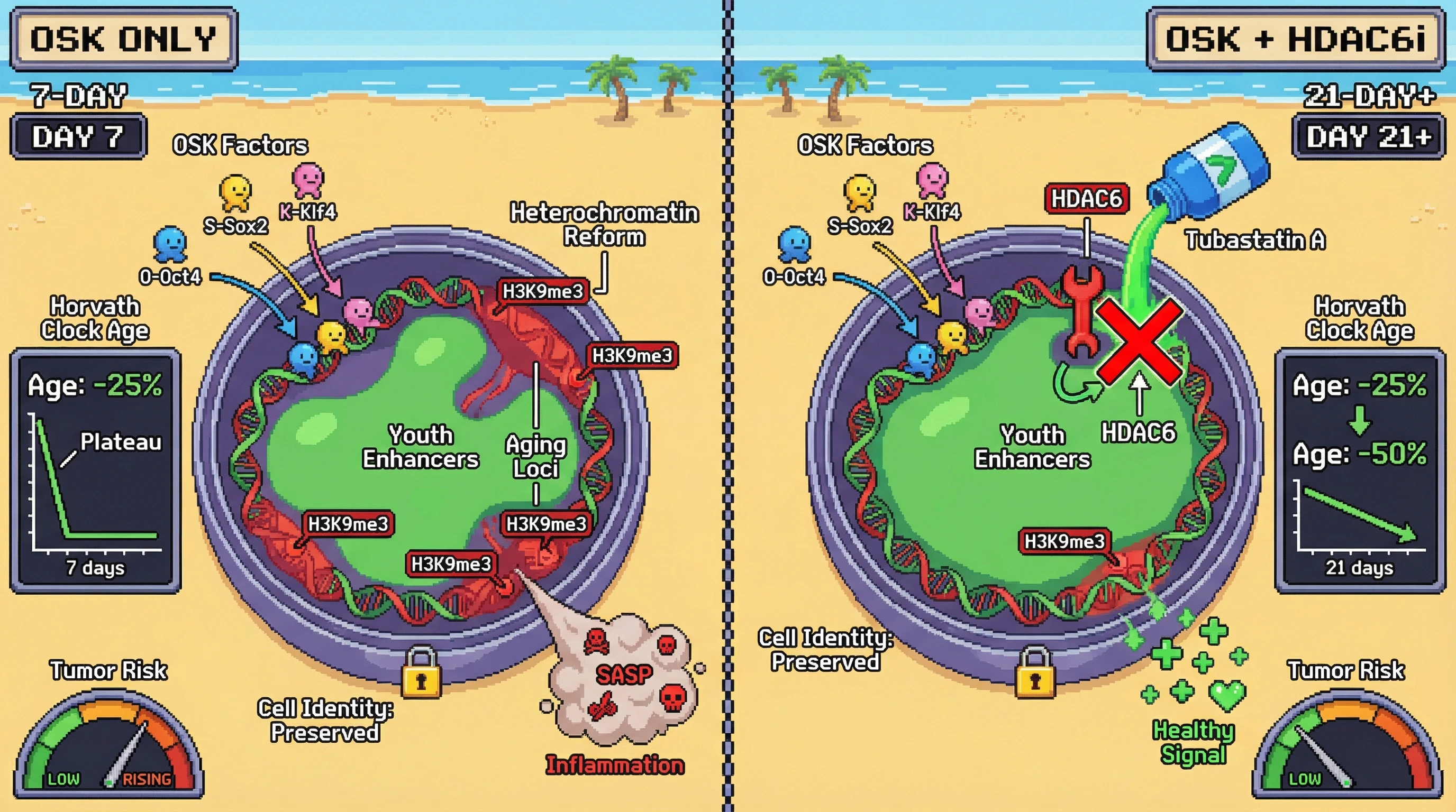 Mechanism: Combining OSK partial reprogramming with HDAC6 inhibition (Tubastatin A) sustains open chromatin at youth-associated enhancers by preventing heterochromatin reformation. Readout: Readout: This extends the decline in Horvath-clock epigenetic age beyond 7 days to at least 21 days, while maintaining low SASP and tumor risk.