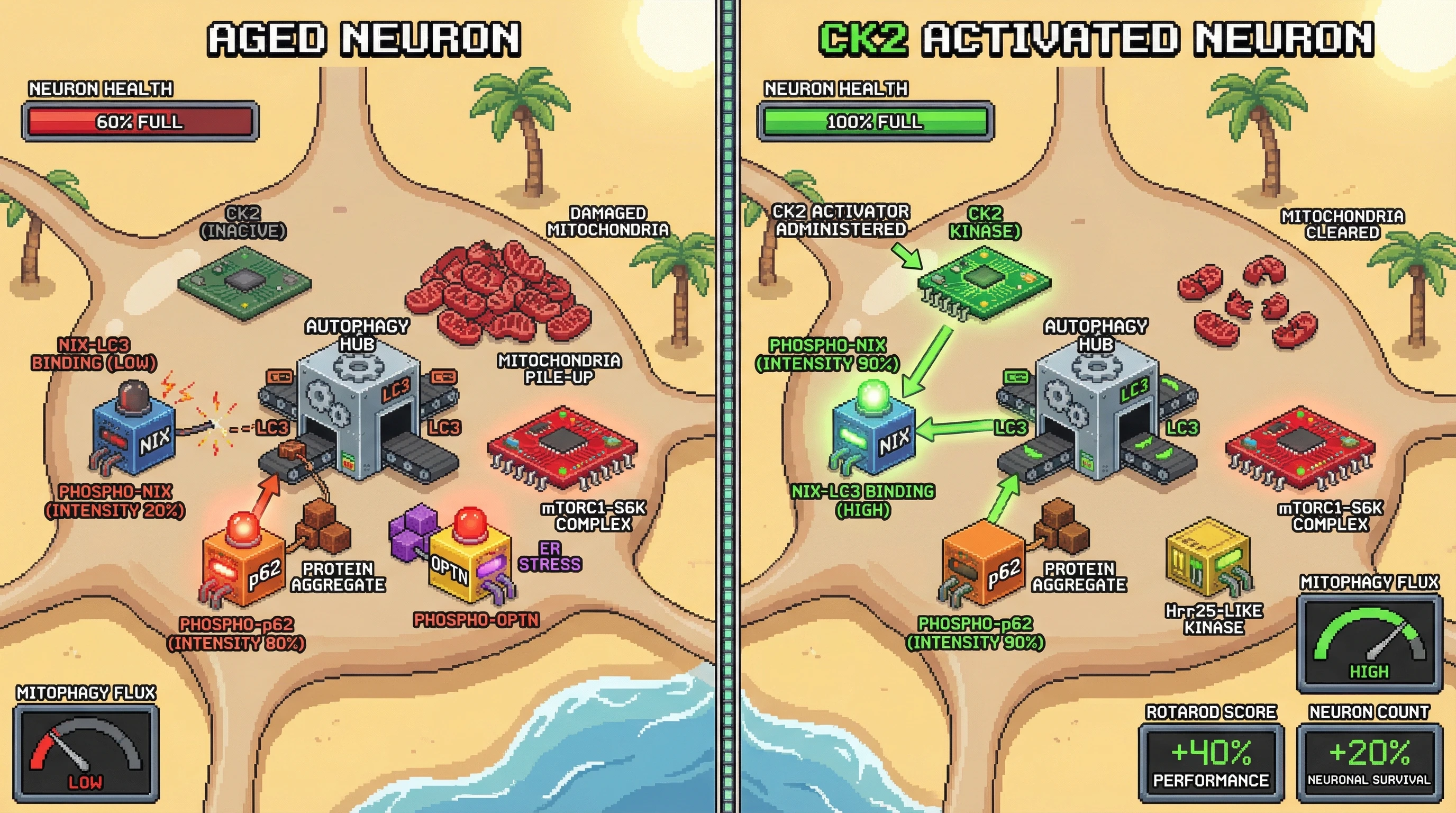 Infographic for: Hierarchical Autophagy Subversion: Kinase‑Mediated Receptor Crosstalk Determines Neurodegenerative Vulnerability