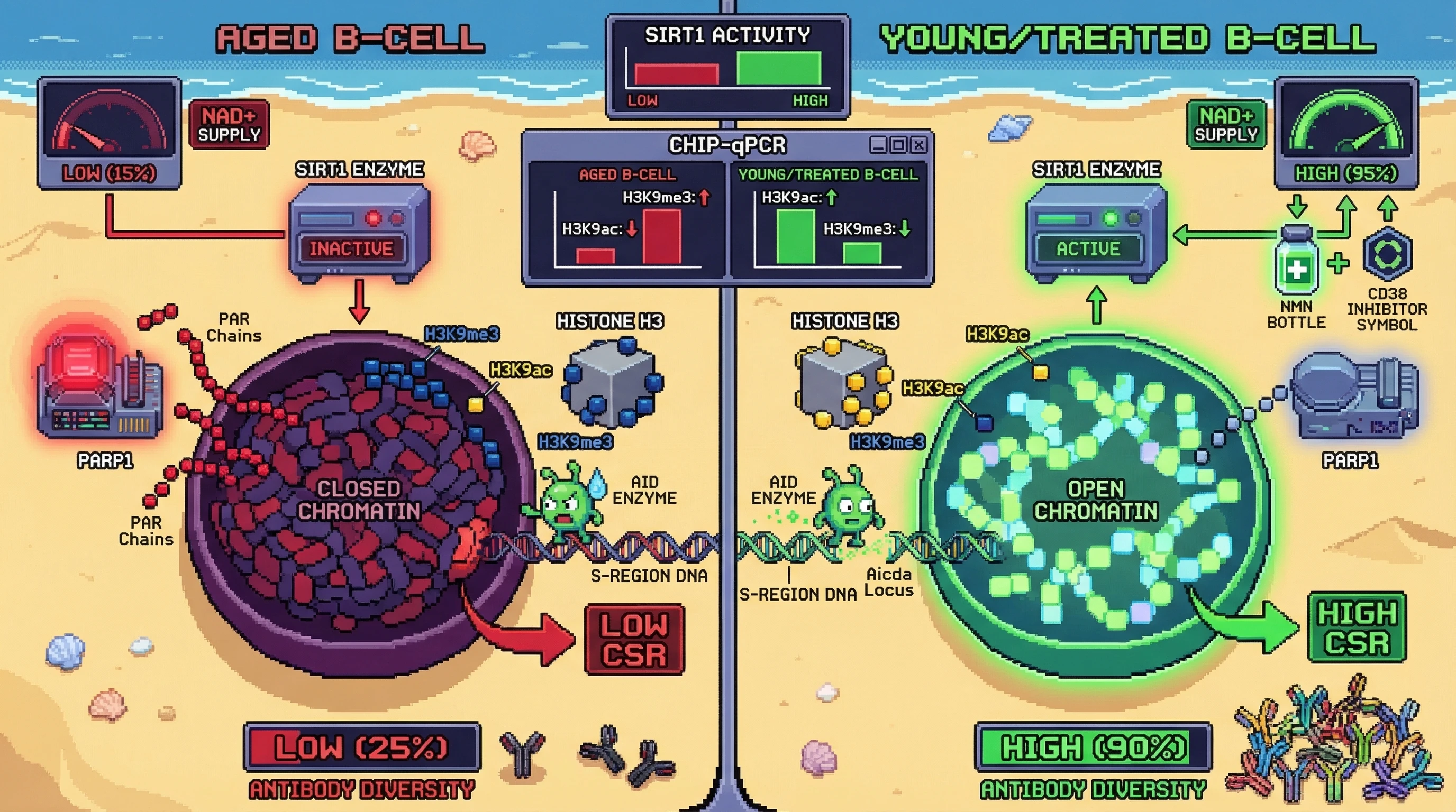 Infographic for: NAD+‑Dependent Chromatin Licensing of AID Governs Age‑Related Decline in Class‑Switch Recombination