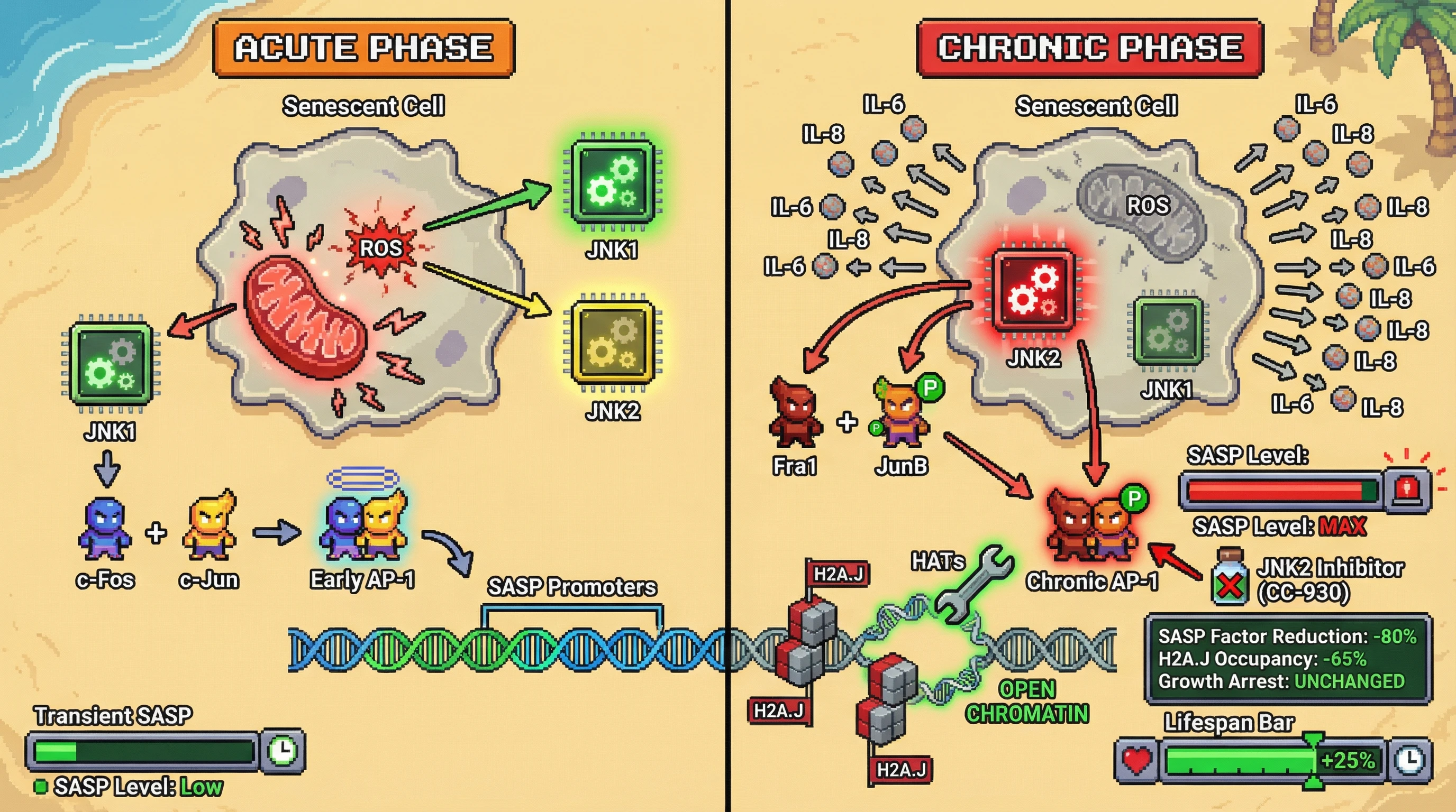 Infographic for: JNK2-dependent AP-1 dimer switch sustains SASP via H2A.J-mediated chromatin remodeling