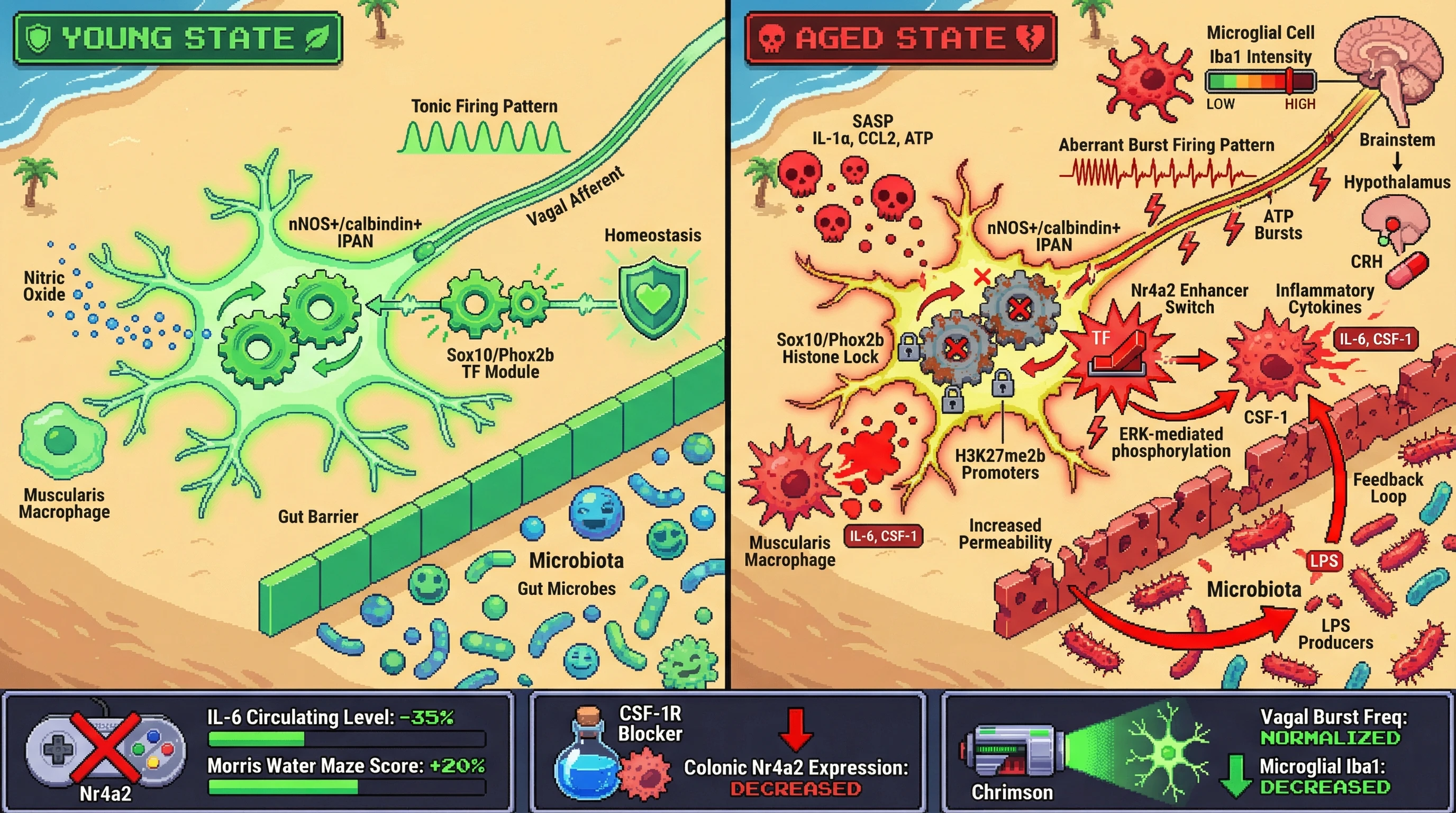 Infographic for: Enteric TF Oscillator Hypothesis: Age‑Dependent Bistable Switch in nNOS+ IPANs Drives Microbiota‑Gut‑Brain Inflammaging