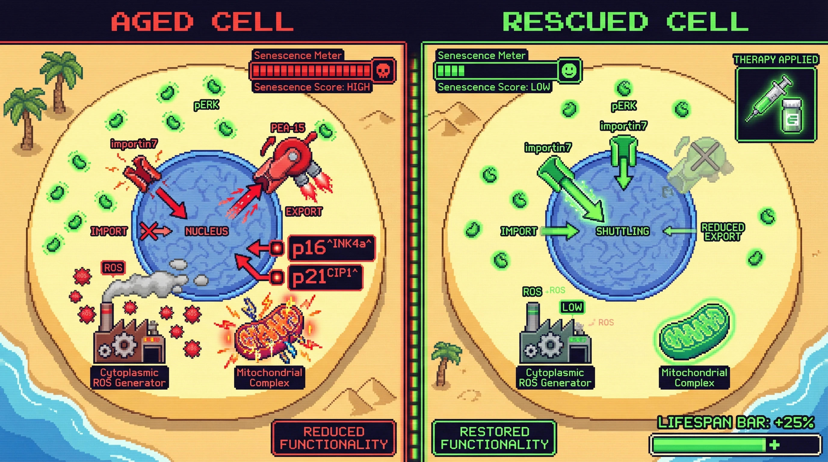 Infographic for: Age‑Dependent Shift in ERK1/2 Nucleocytoplasmic Shuttling Drives Senescence via Cytoplasmic ROS Signaling
