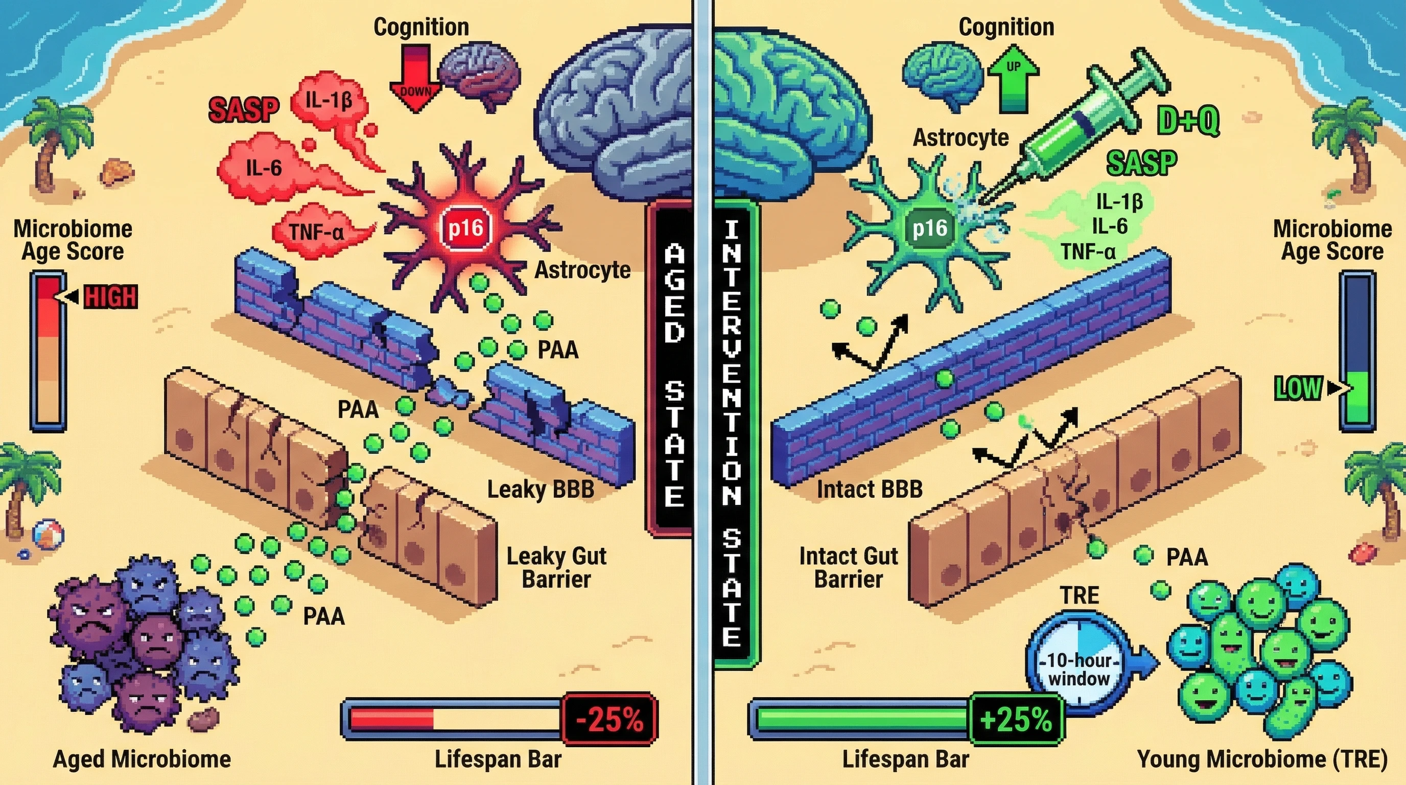 Mechanism: An aged gut microbiome produces phenylacetic acid (PAA) which crosses leaky barriers to activate p16 in astrocytes, inducing neuroinflammation. Readout: Readout: Time-restricted eating and senolytics reduce PAA, restore barriers, inactivate astrocytic p16/SASP, decrease microbiome age score, and increase the lifespan bar by 25%.