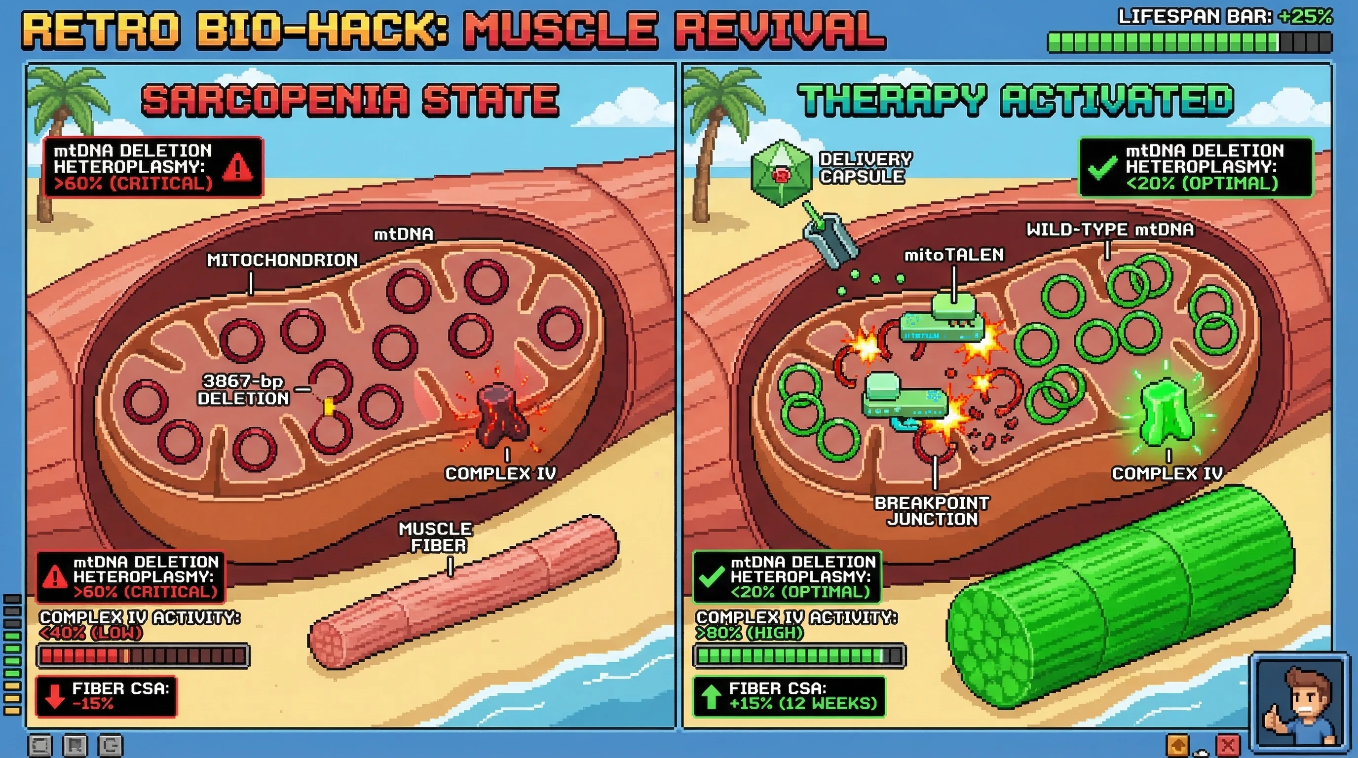 Infographic for: Dual rAAV6-delivered mitoTALENs targeting the unique breakpoint junction of the murine common mtDNA deletion — rather...